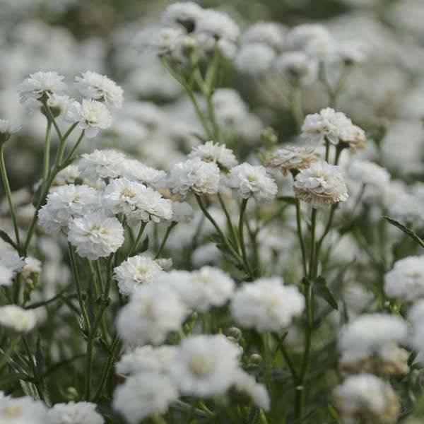 John Cullen Gardens’ Top 5 Achillea to Beat the Summer Heat