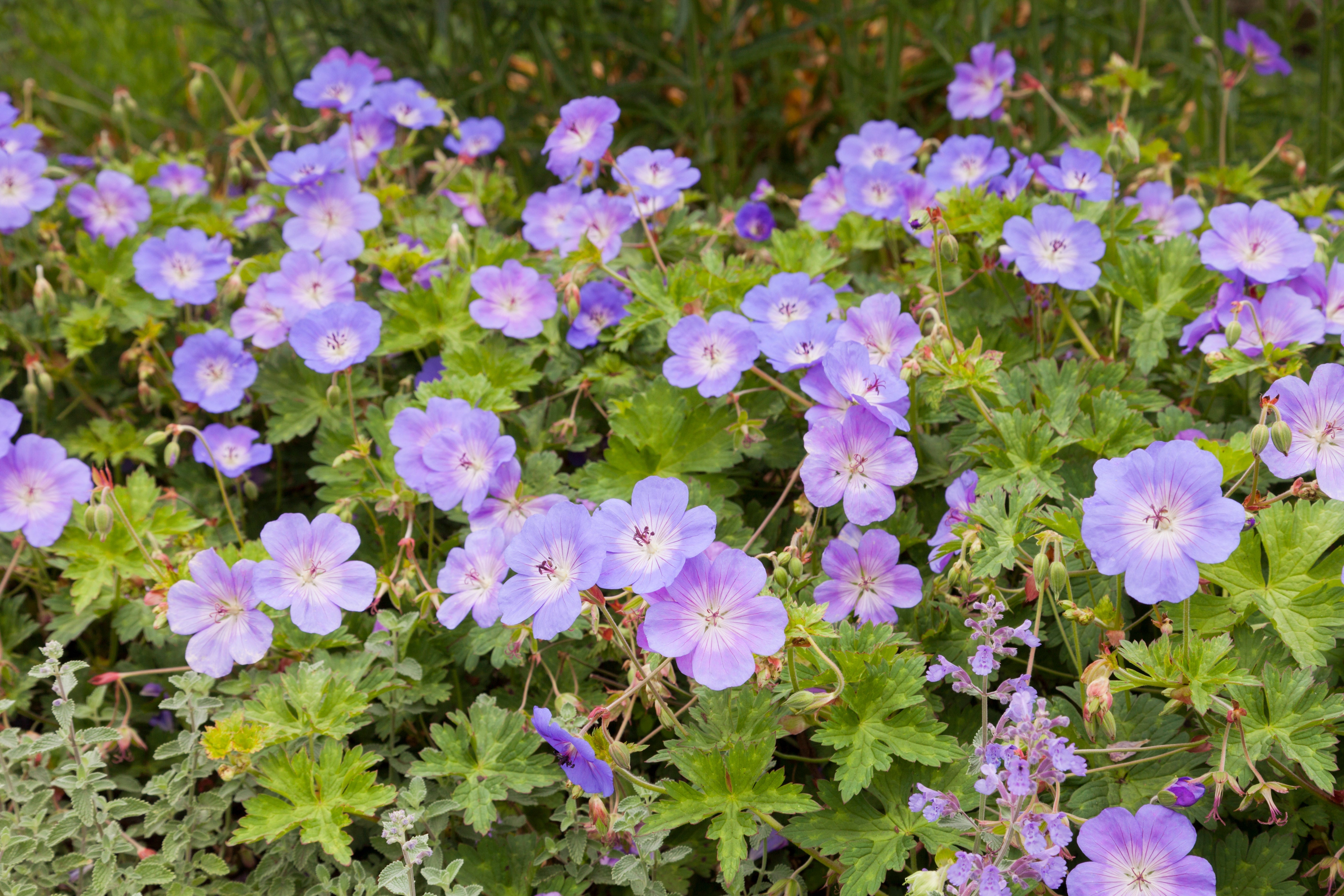 Why Geranium Johnson's Blue Might Be Your Garden's Missing Star