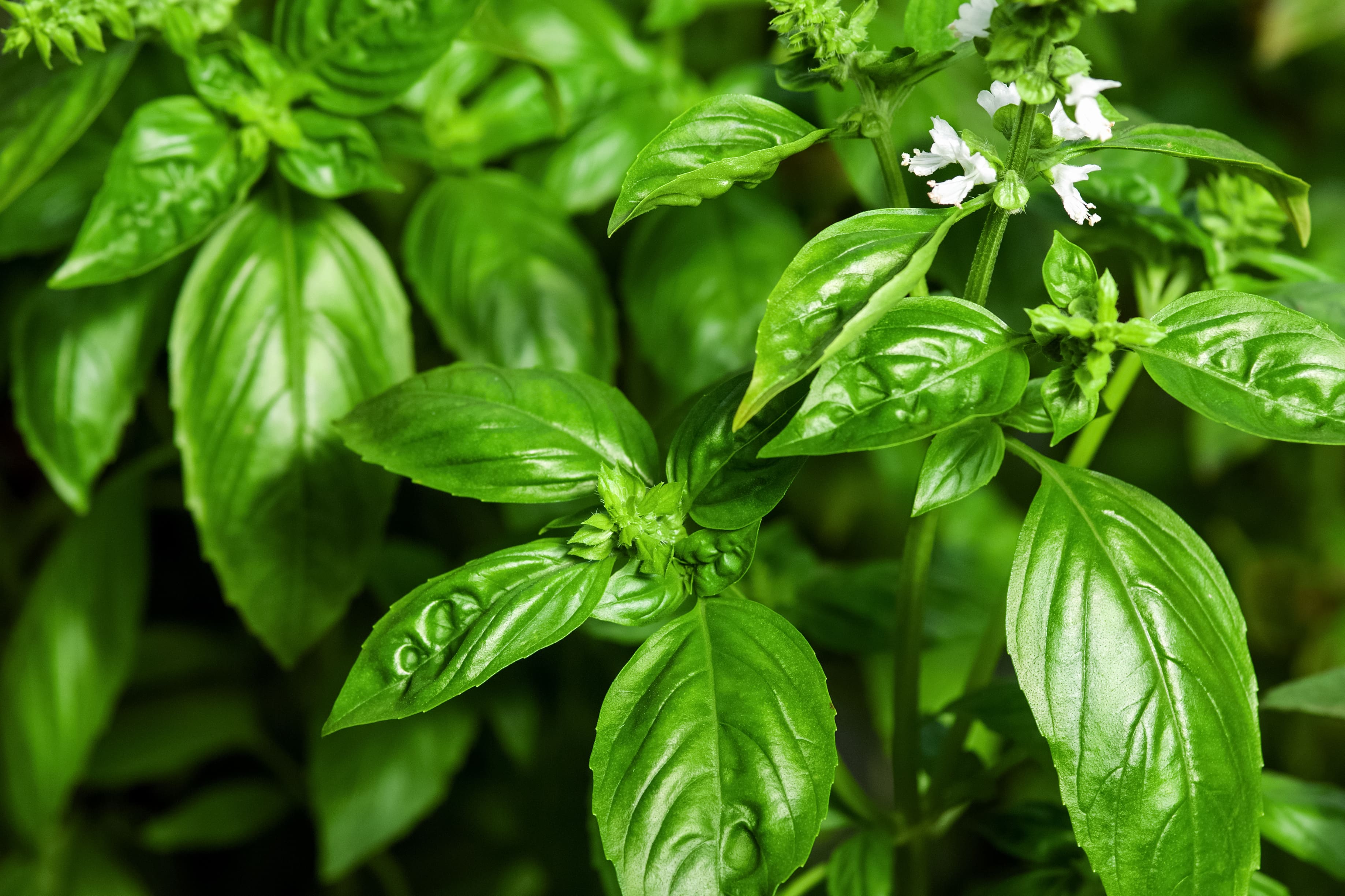 What is Basil most commonly used for?