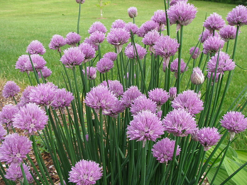 What are chives used for?