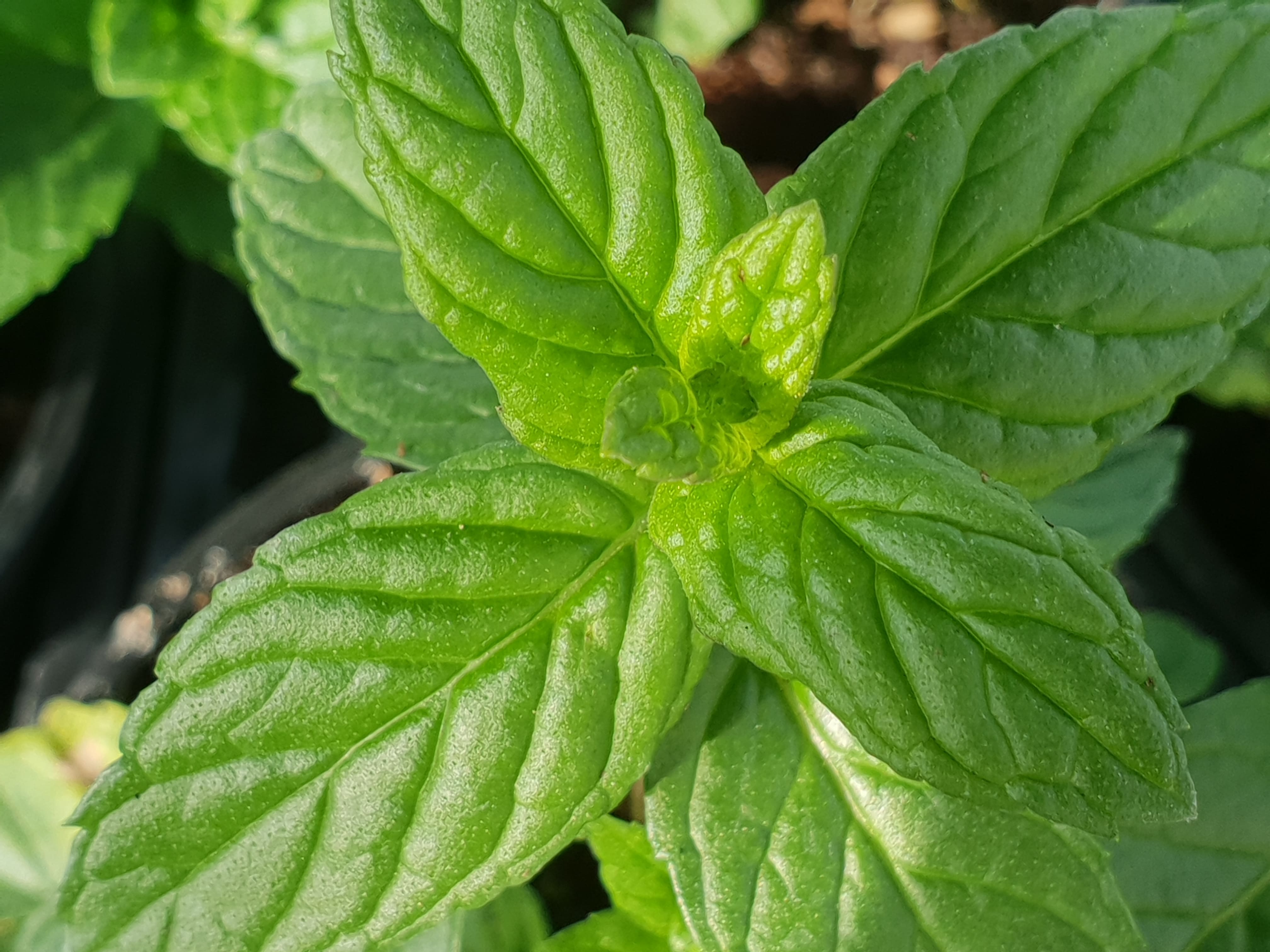 What are the benefits of Mint leaves?