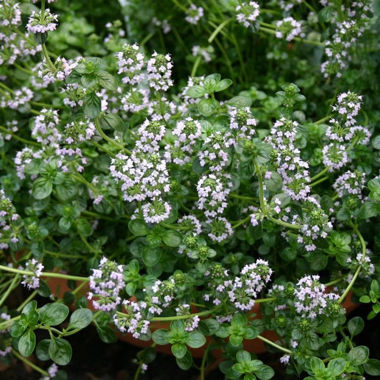 What is Thyme used for?
