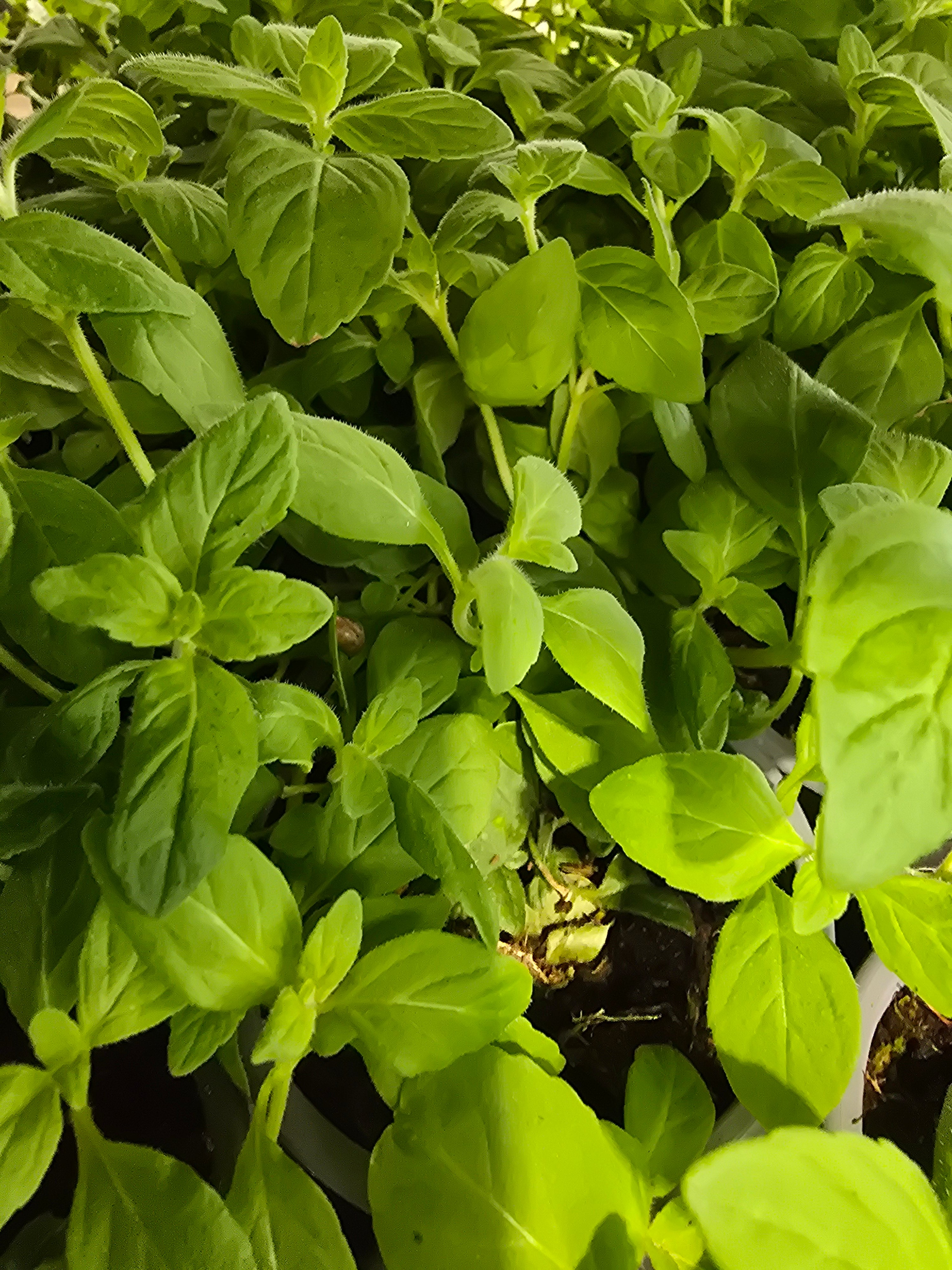 Mint Banana - John Cullen Gardens