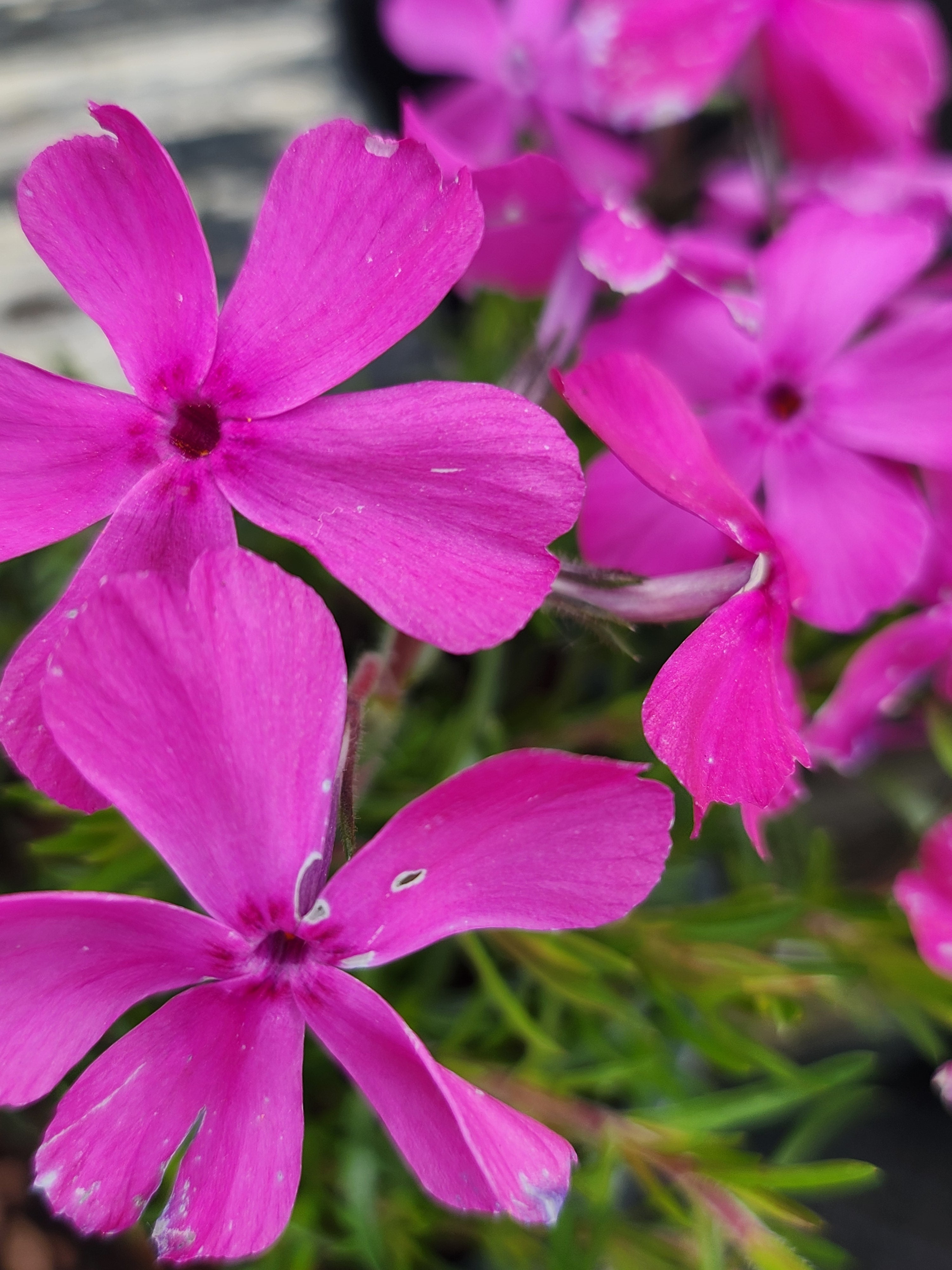 Phlox subulata 'McDaniels Cushion Rose' - John Cullen Gardens