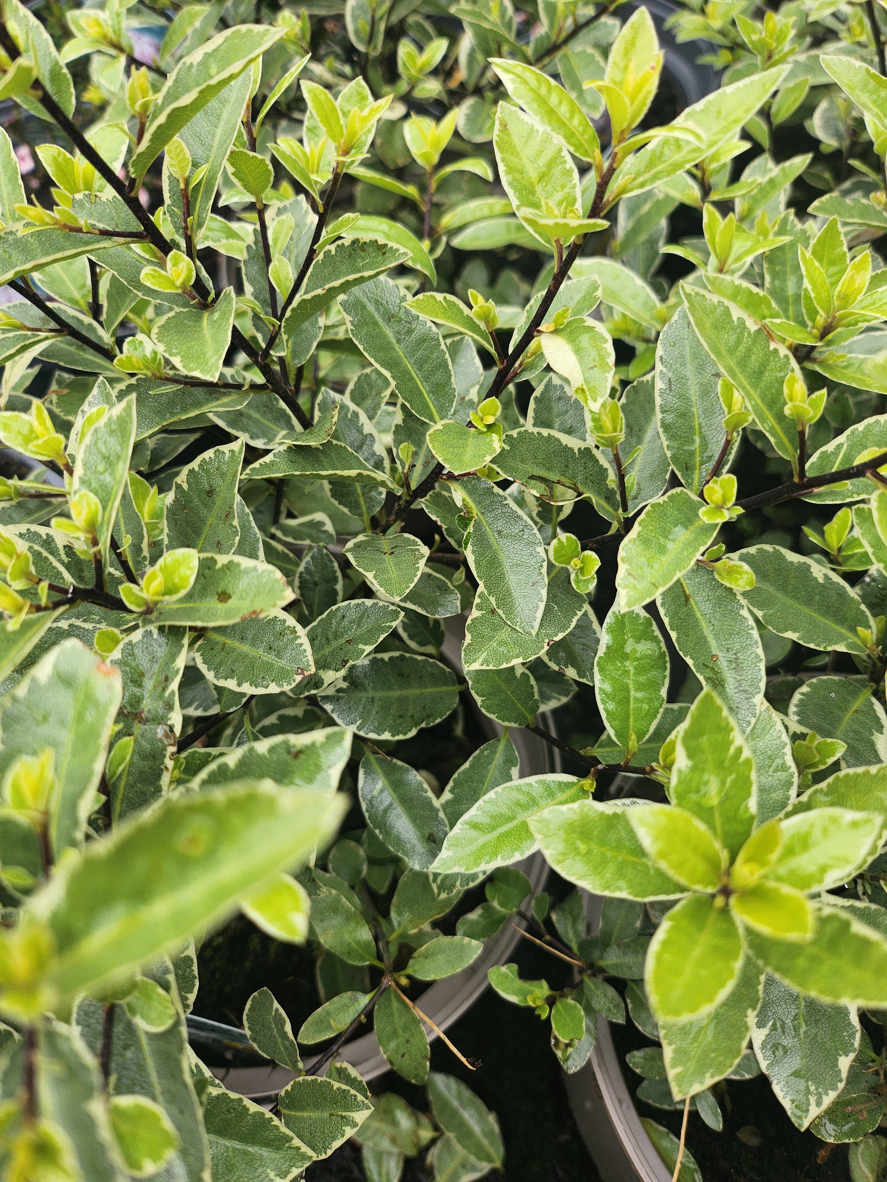 Pittosporum tenuifolium 'Silver Ball' (PBR) - John Cullen Gardens