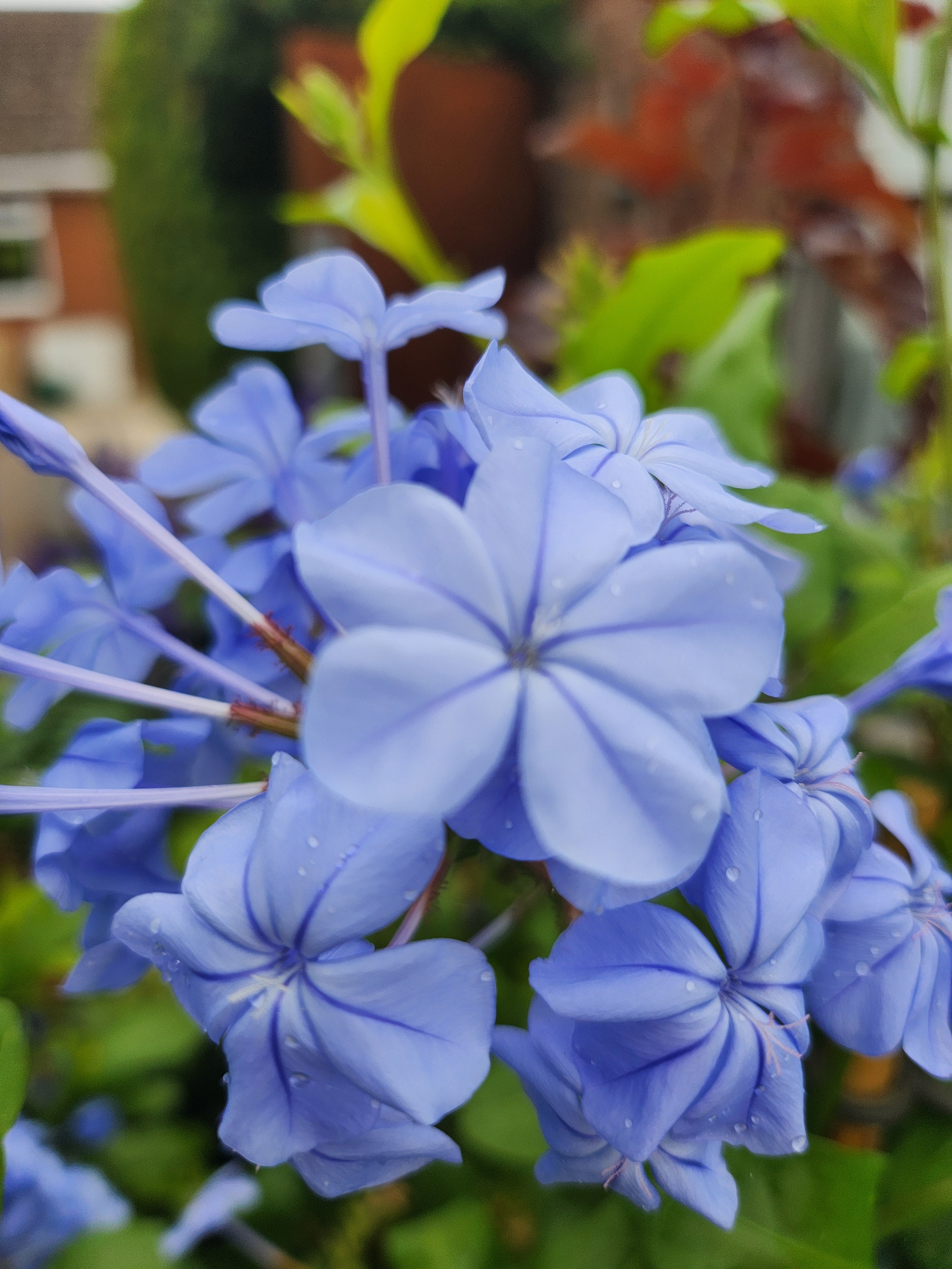 Plumbago auriculata - John Cullen Gardens