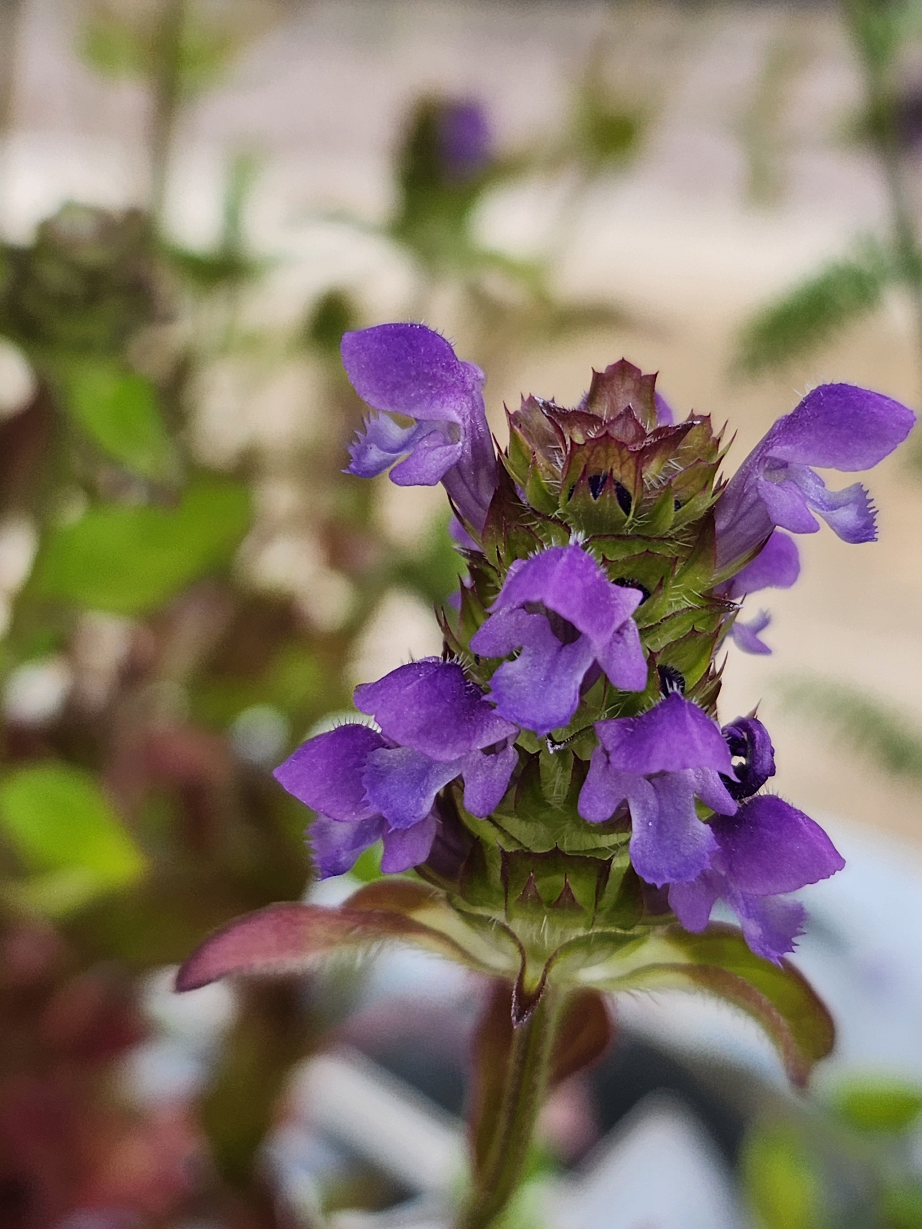 Selfheal - John Cullen Gardens