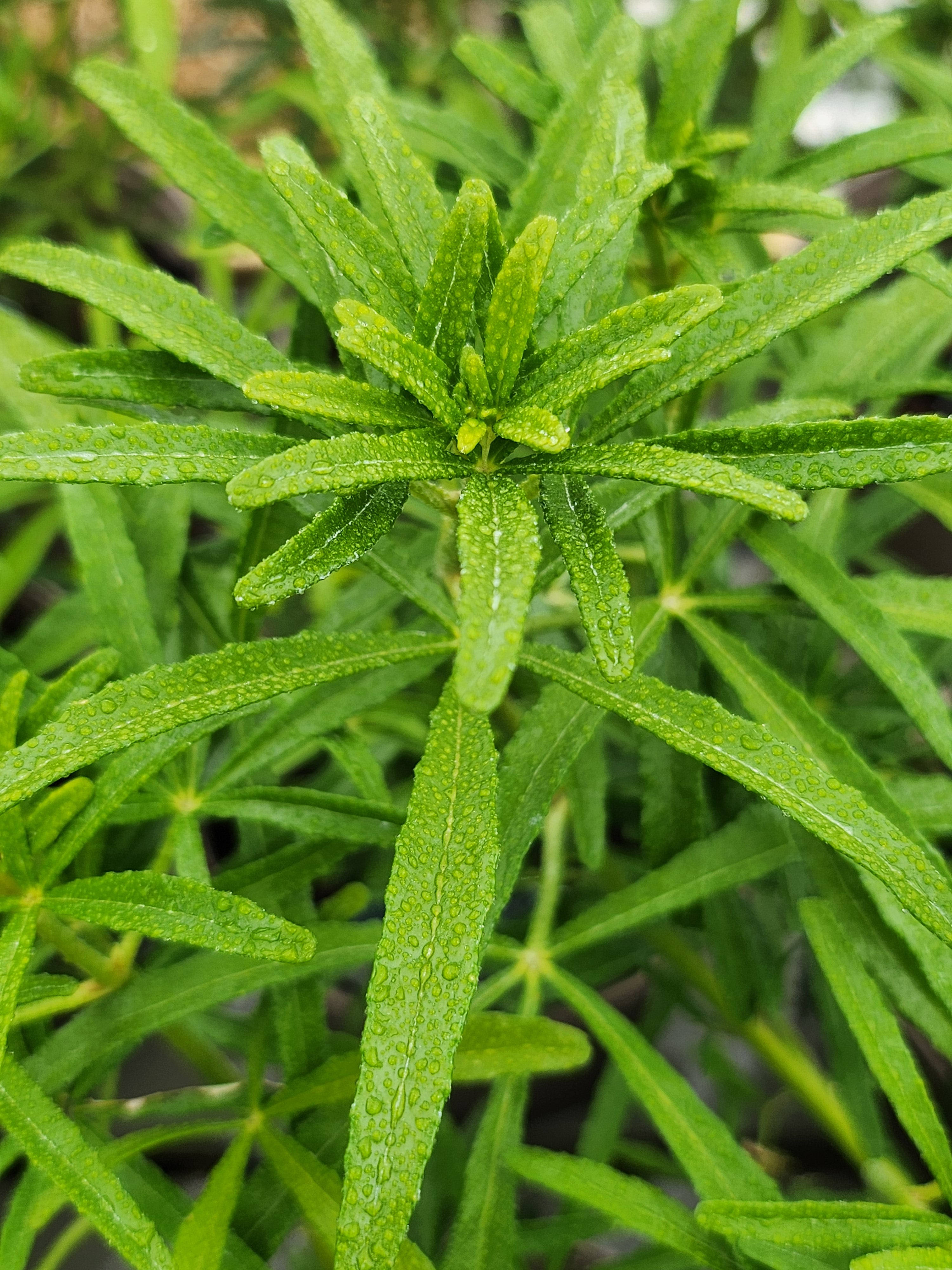 Choisya 'Scented Gem' - John Cullen Gardens