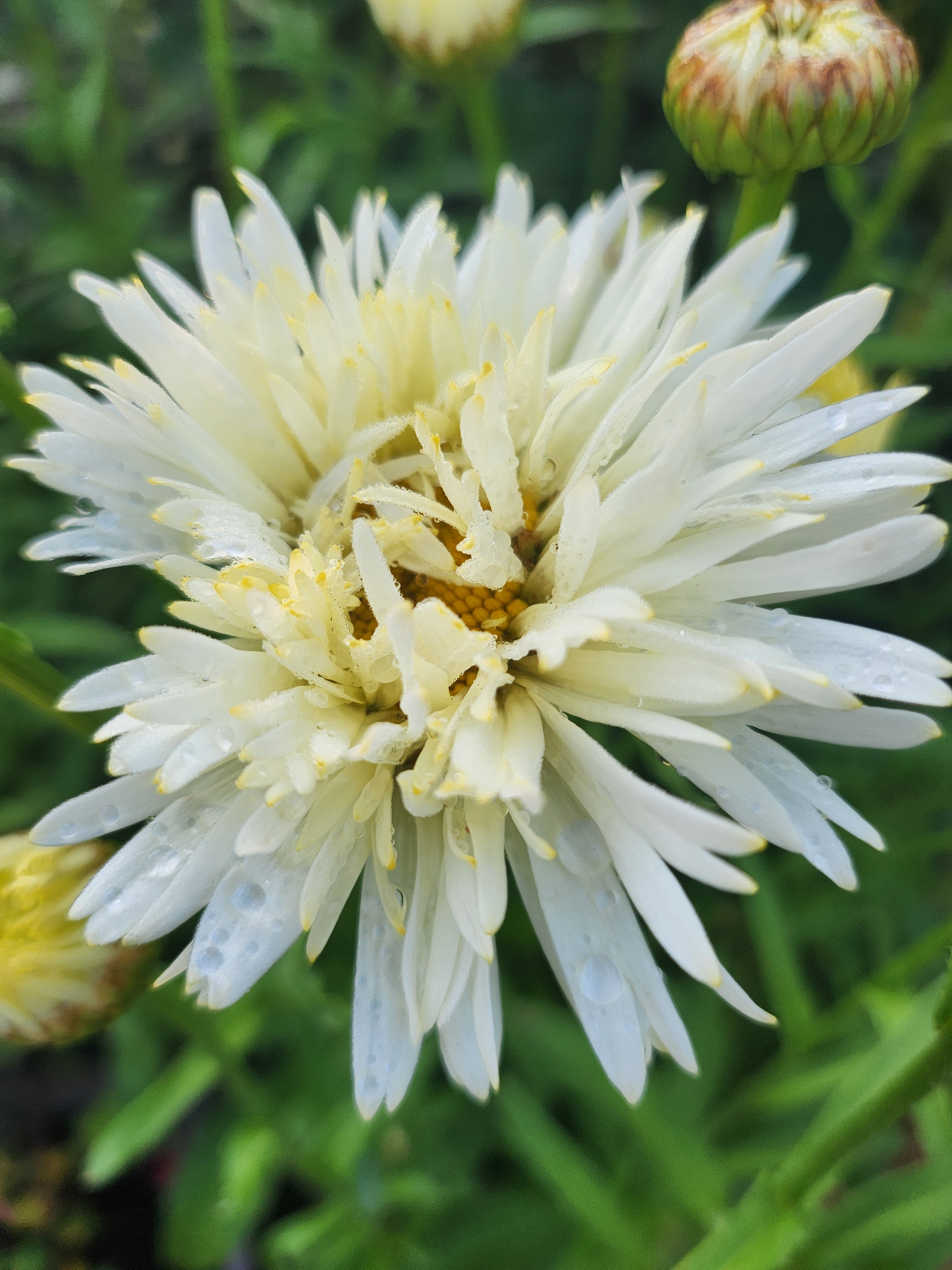 Leucanthemum 'Coconut' - John Cullen Gardens