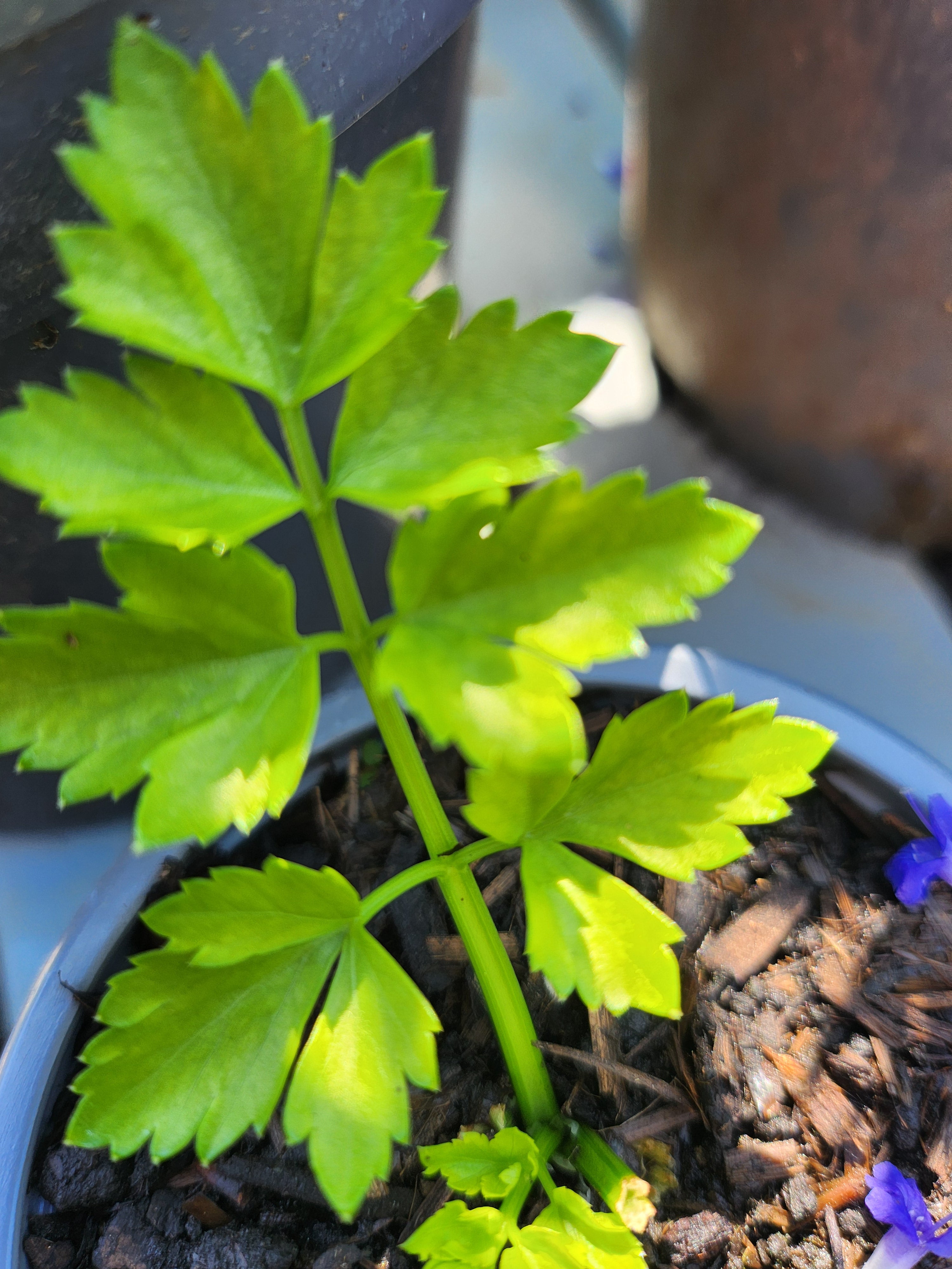 Mitsuba - Japanese Parsley