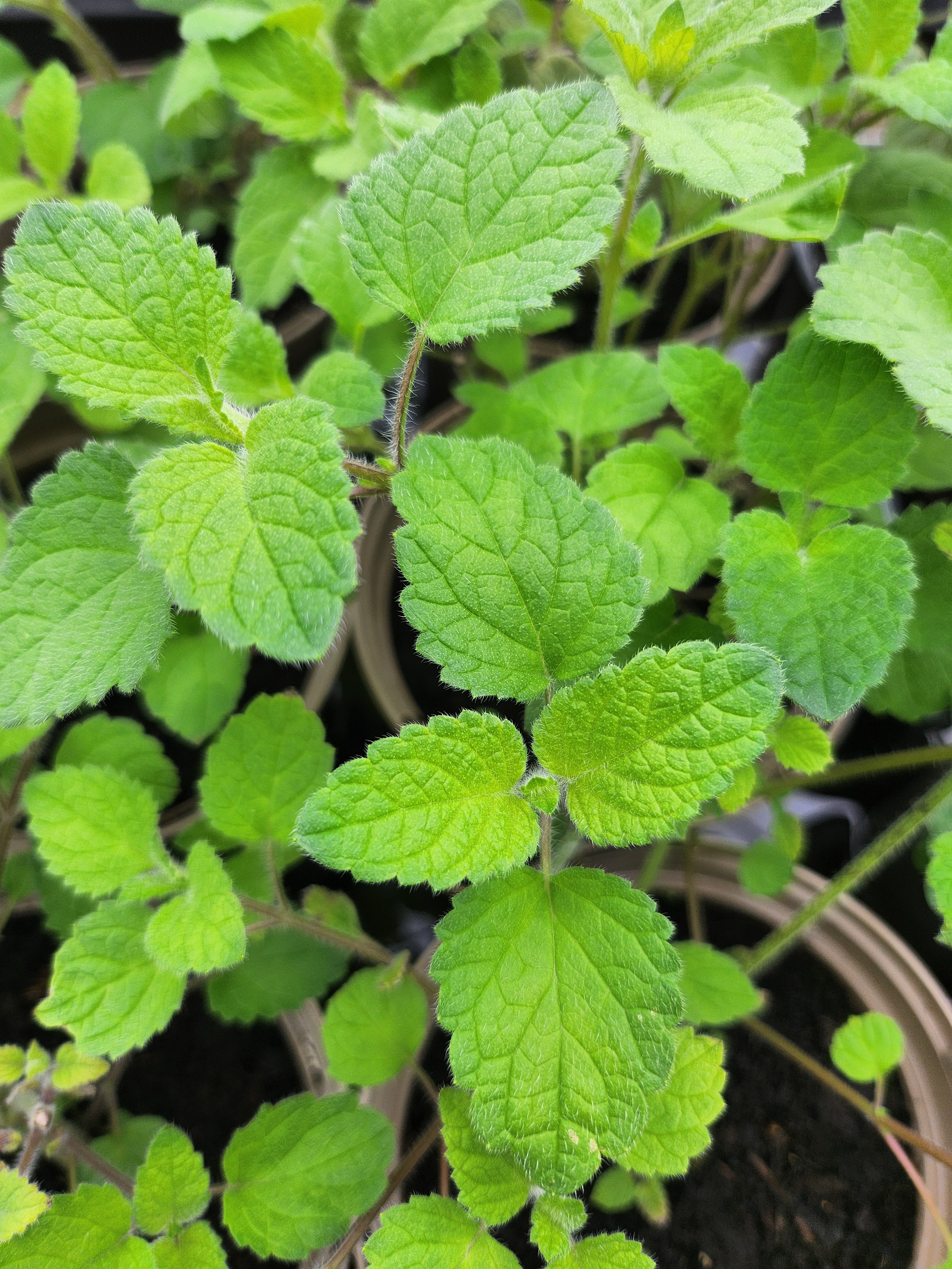 Balm Mandarina - John Cullen Gardens