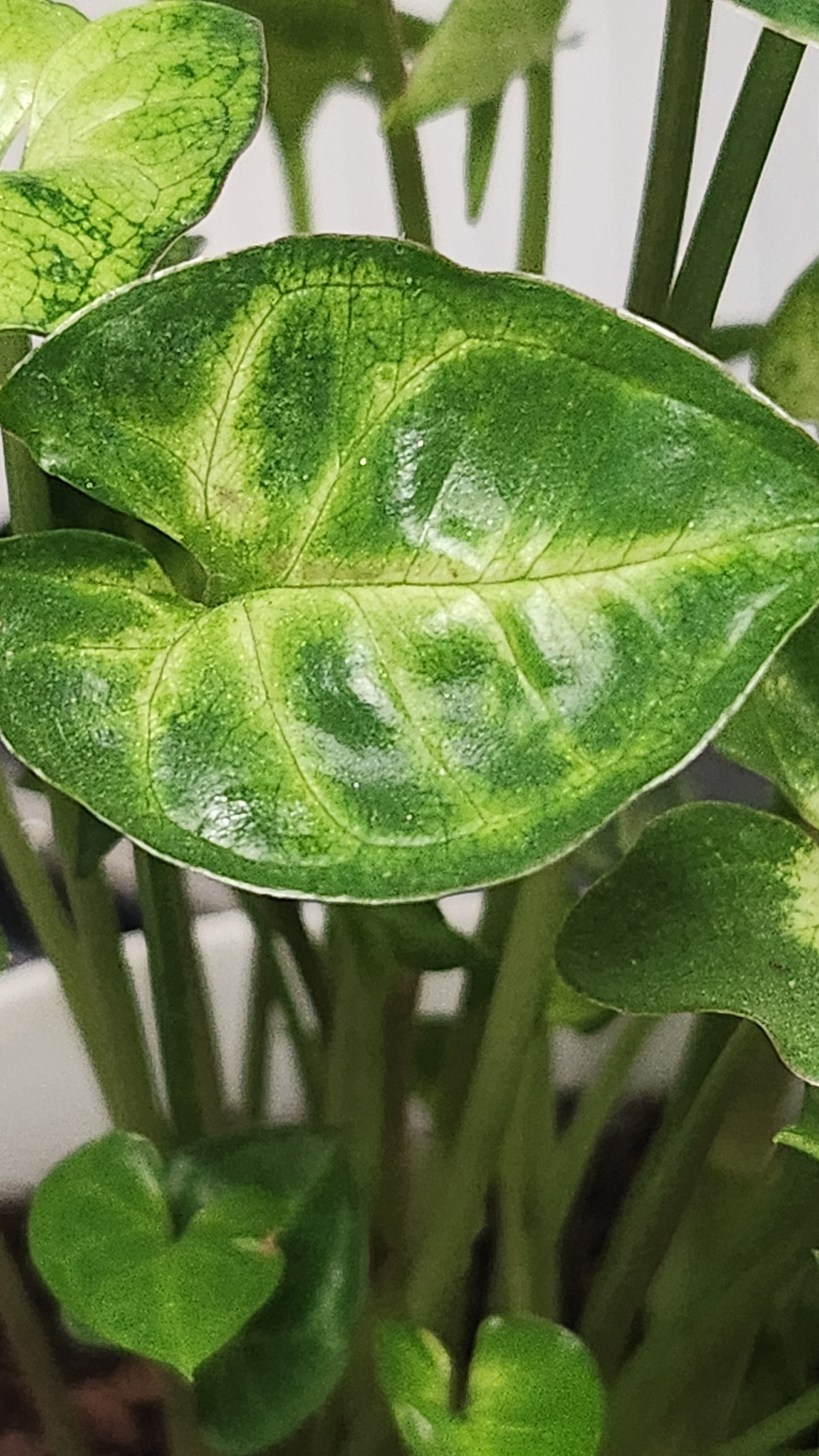 Syngonium podophyllum 'Pixie' - Arrowhead plant - John Cullen Gardens