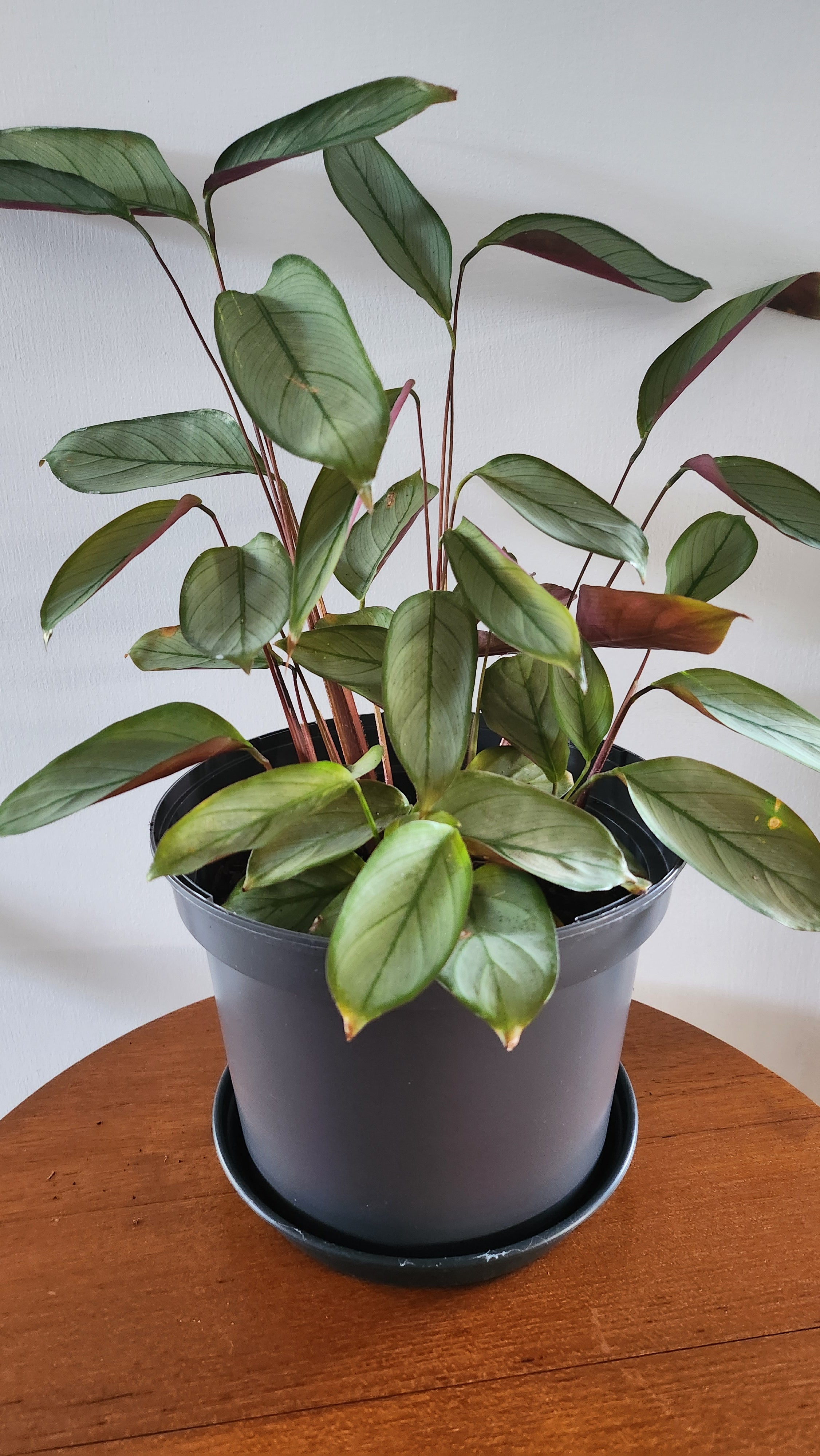 never never plant indoor Ctenanthe setosa