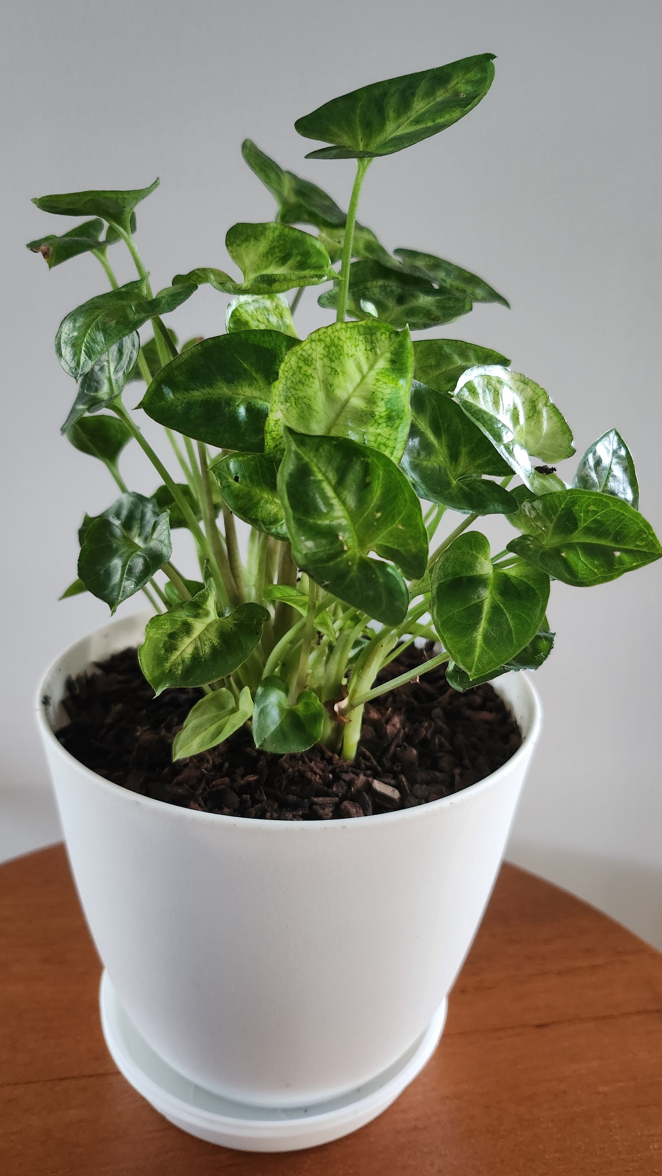 Syngonium podophyllum 'Pixie' - Arrowhead plant - John Cullen Gardens