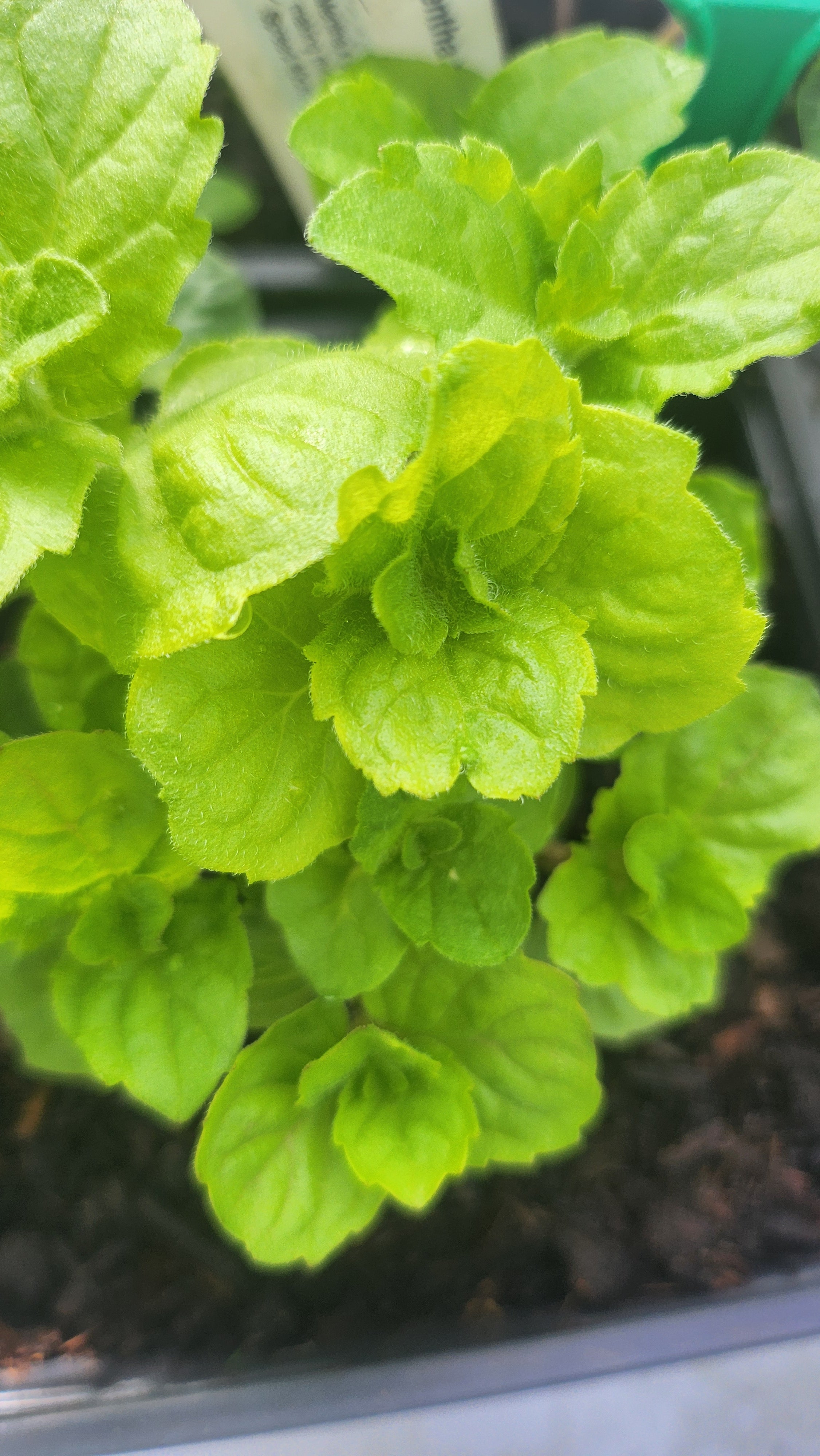 Mint Grapefruit - John Cullen Gardens