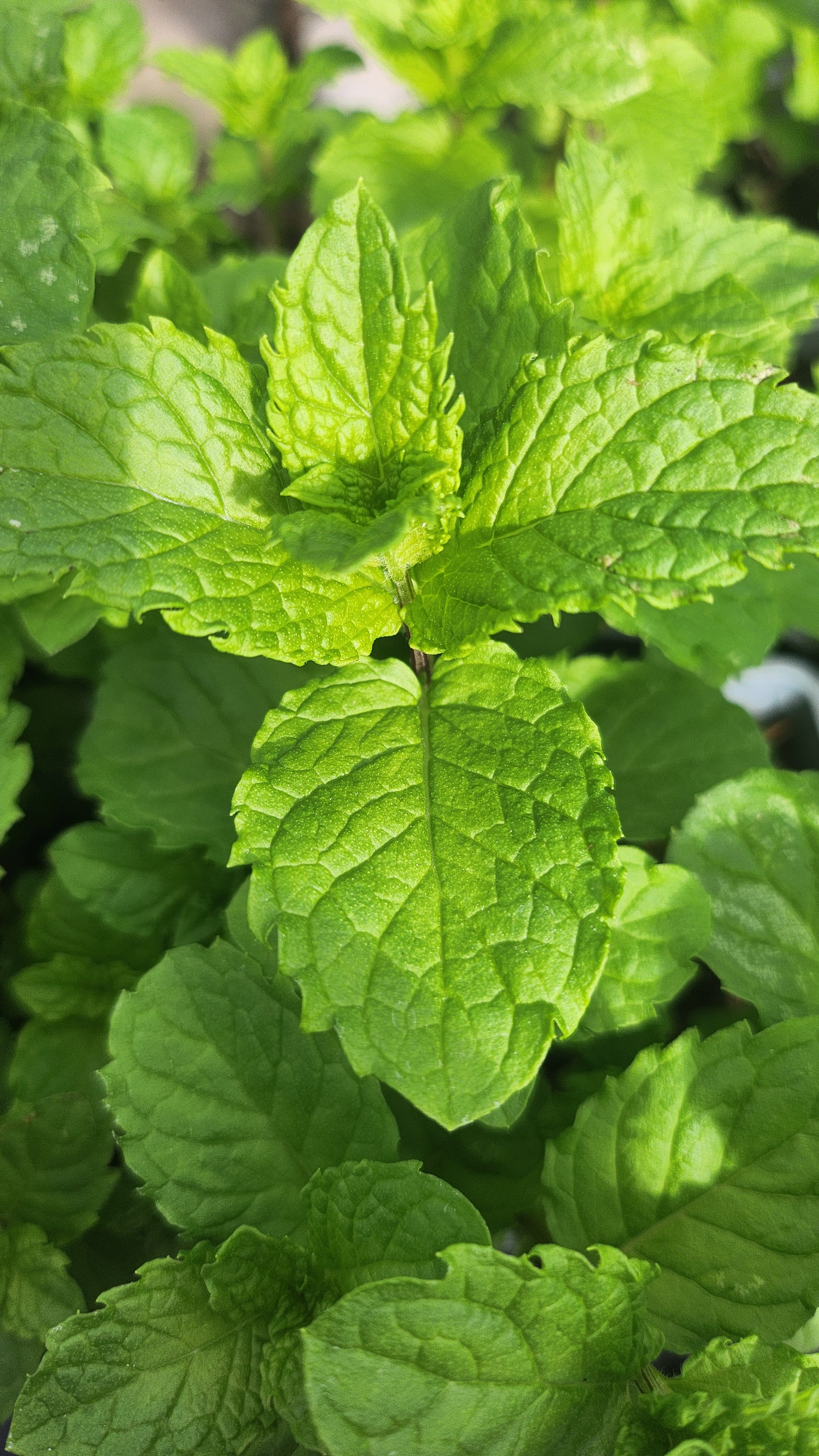 Mint Tashkent - John Cullen Gardens
