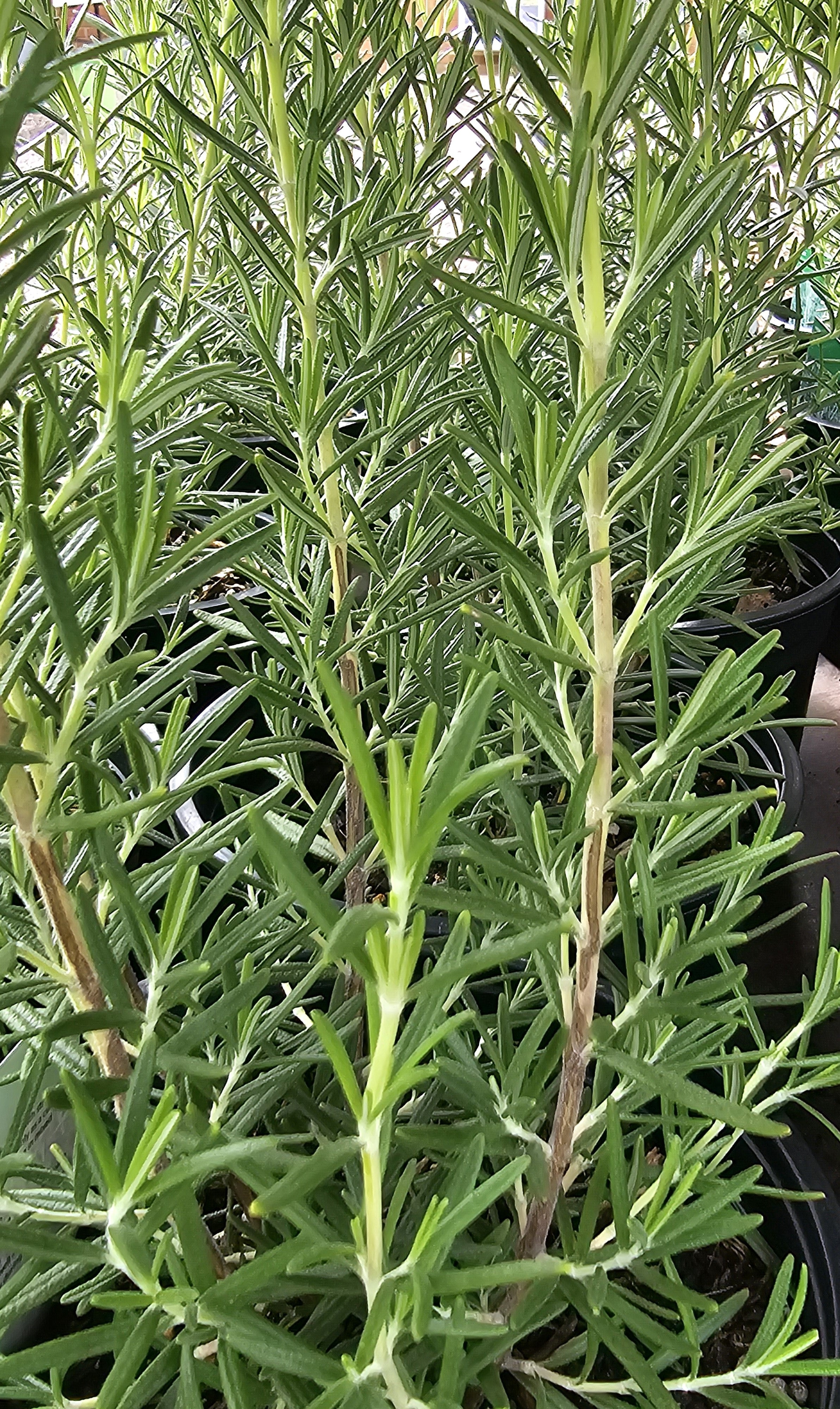 Rosemary 'Blue Winter' - John Cullen Gardens