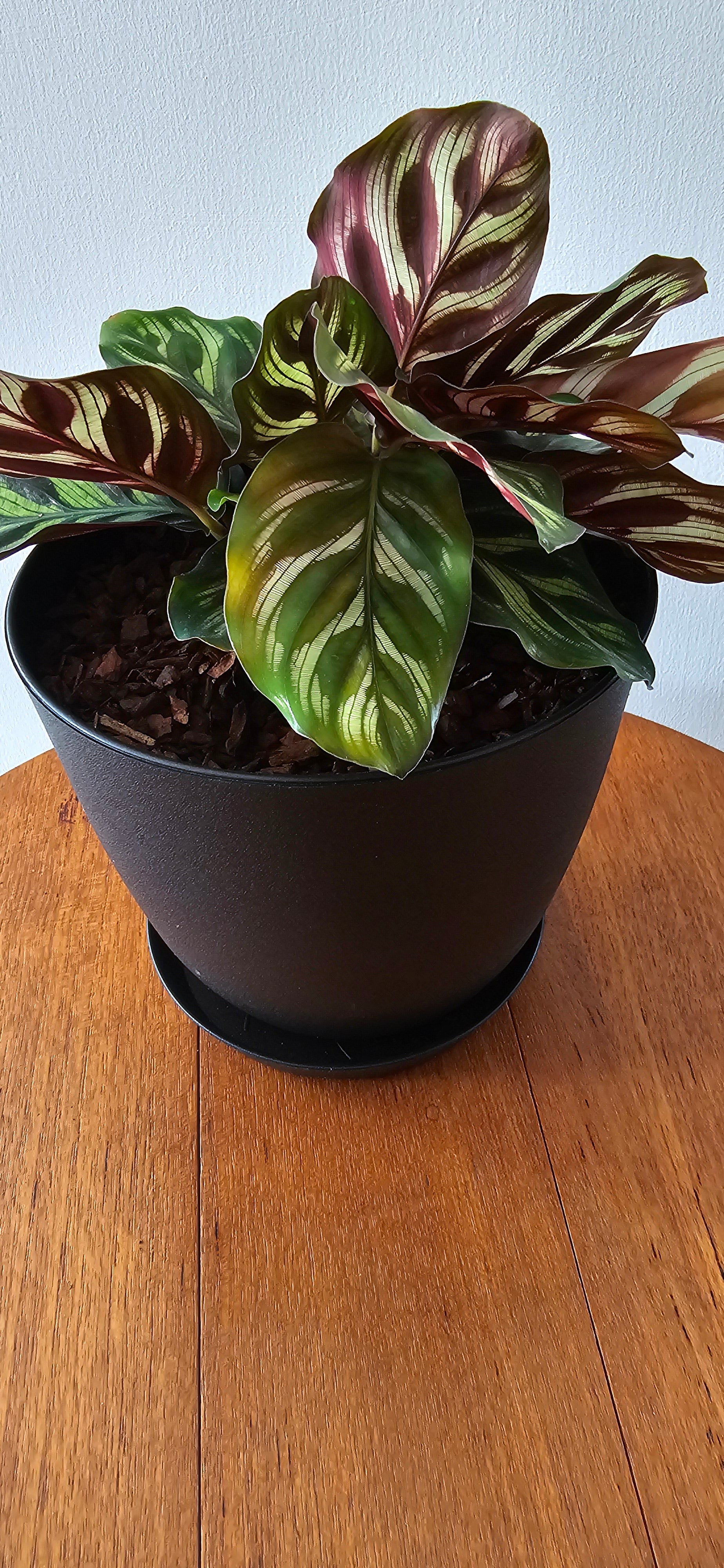 Calathea makoyana - Peacock plant
