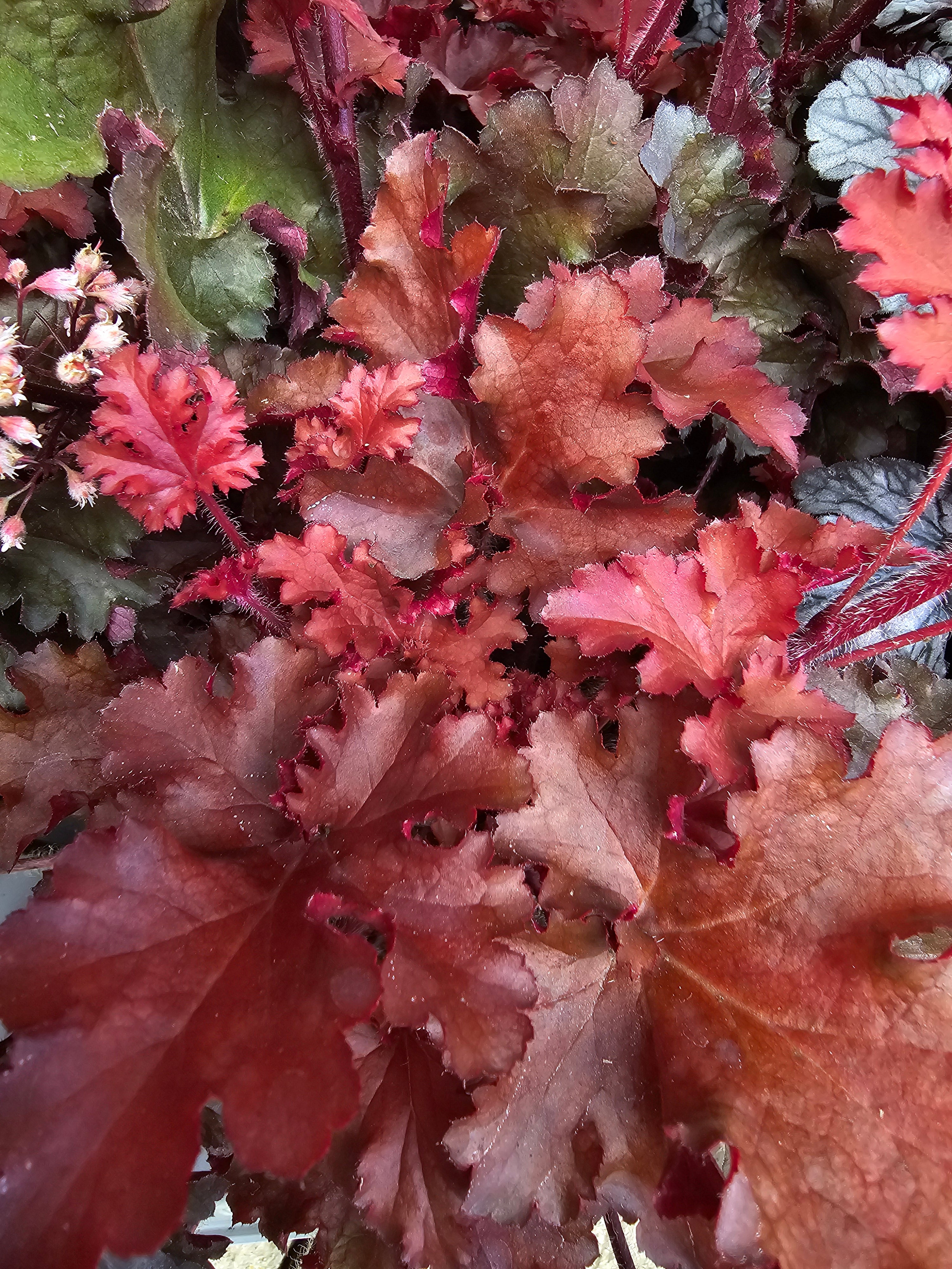 Heuchera 'Cherryberry' (PBR) - John Cullen Gardens