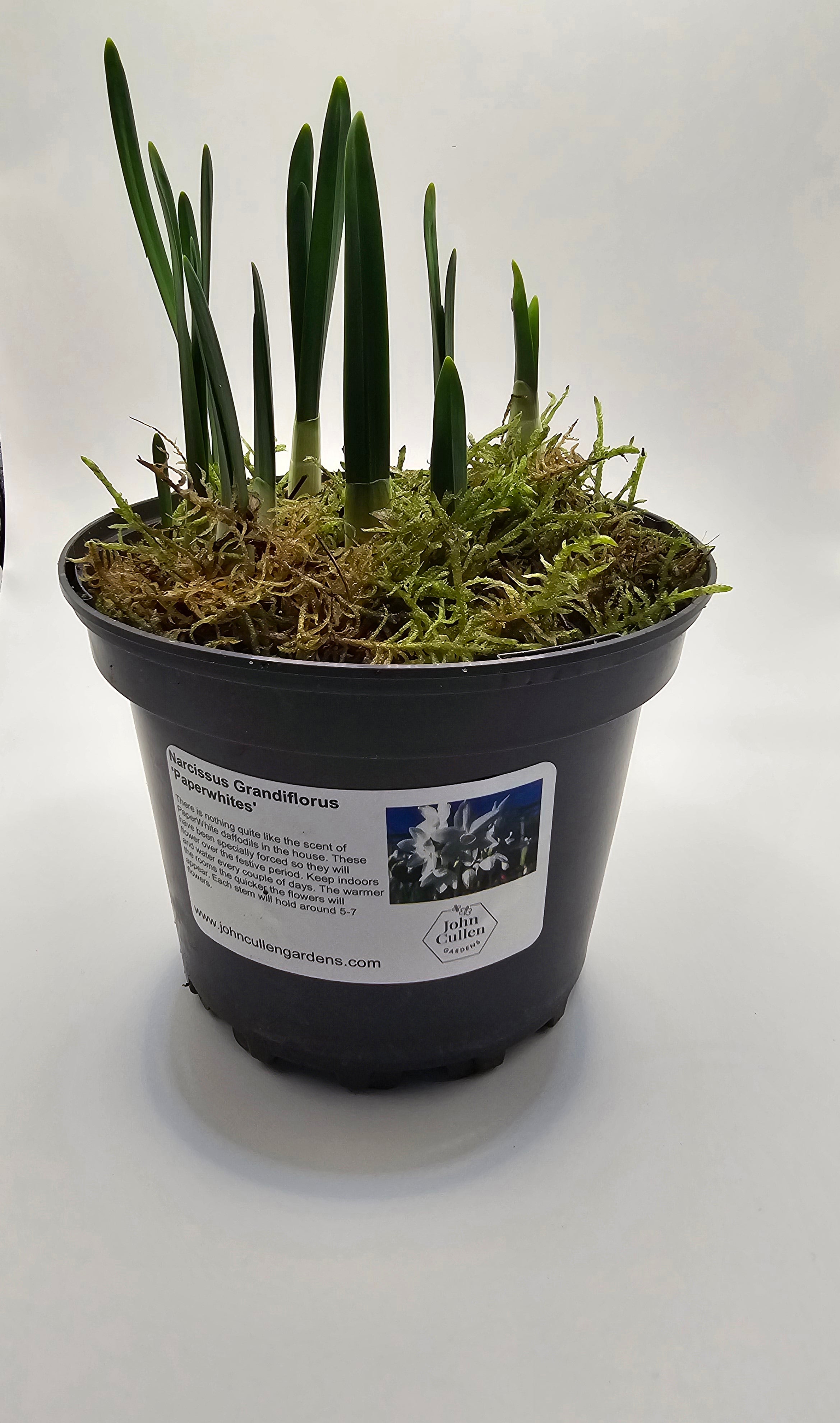 Narcissus grandiflora 'Paperwhite'