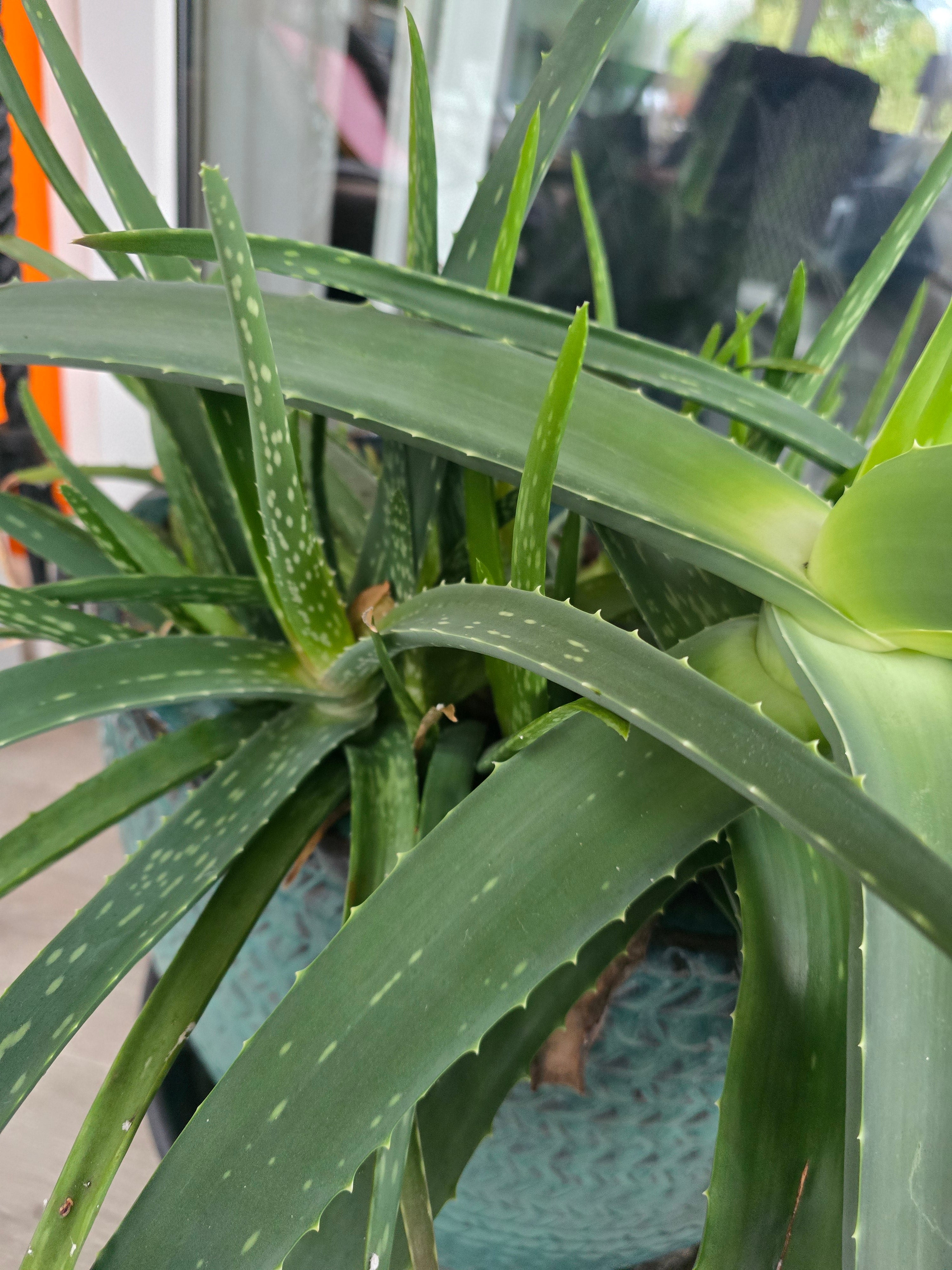 Aloe vera