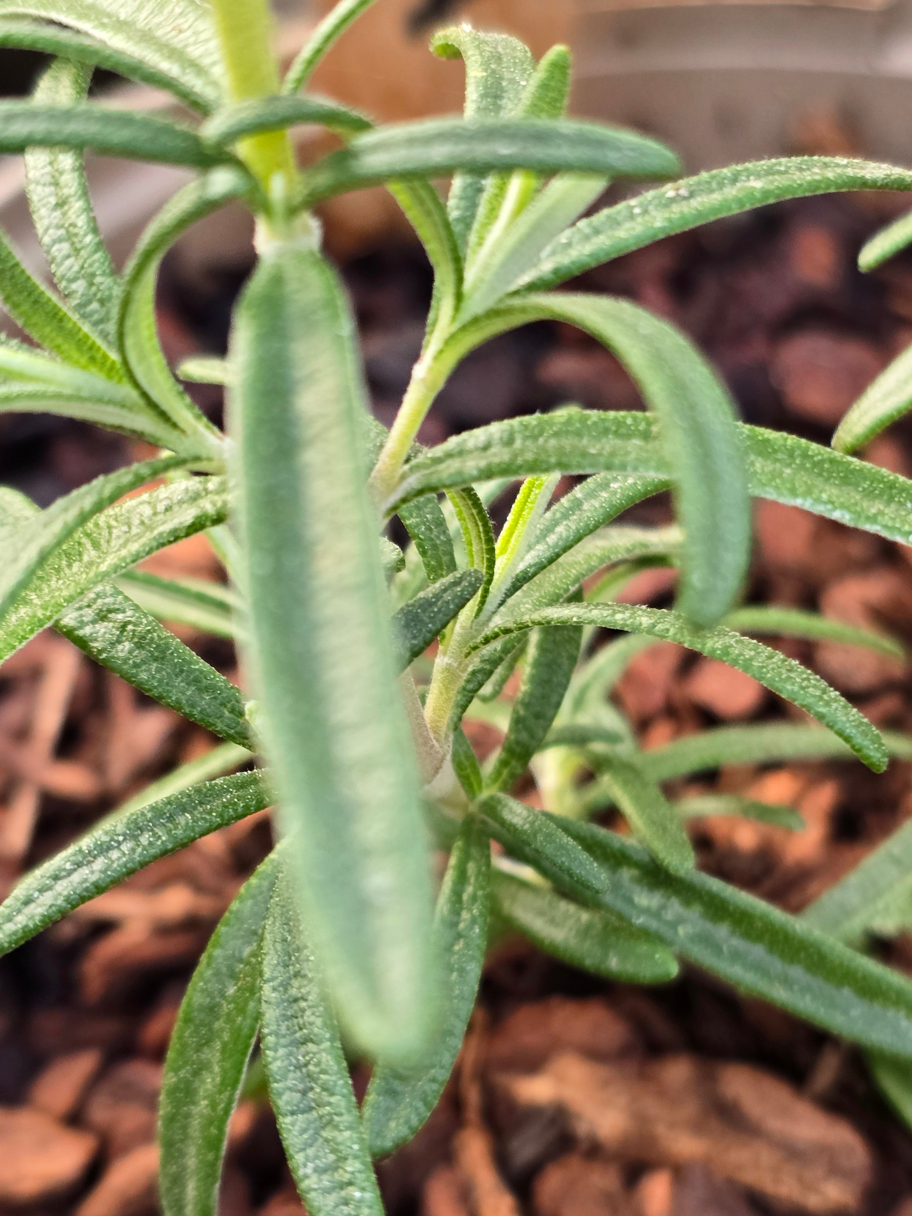 Rosemary 'Gorizia' - John Cullen Gardens