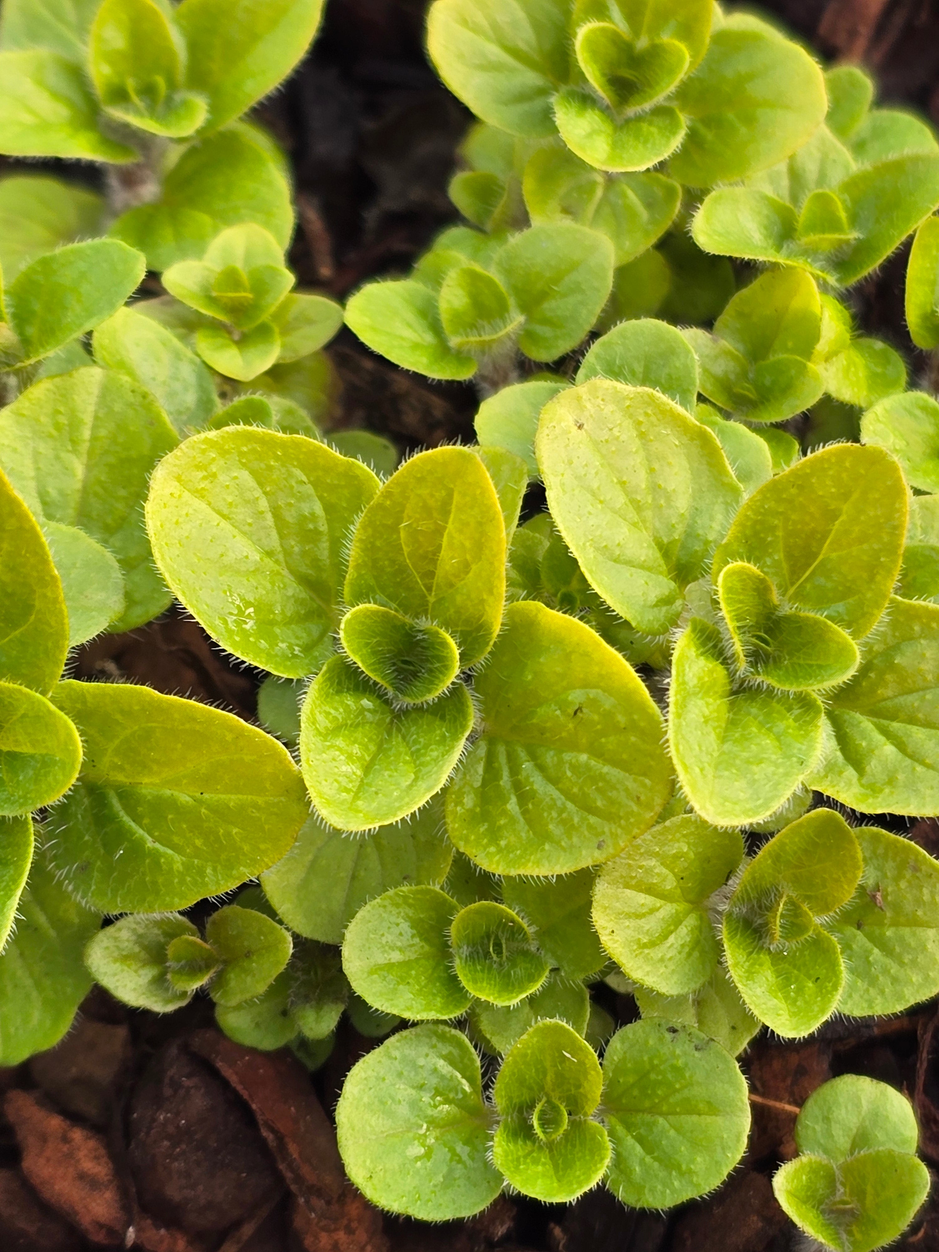 Marjoram - John Cullen Gardens