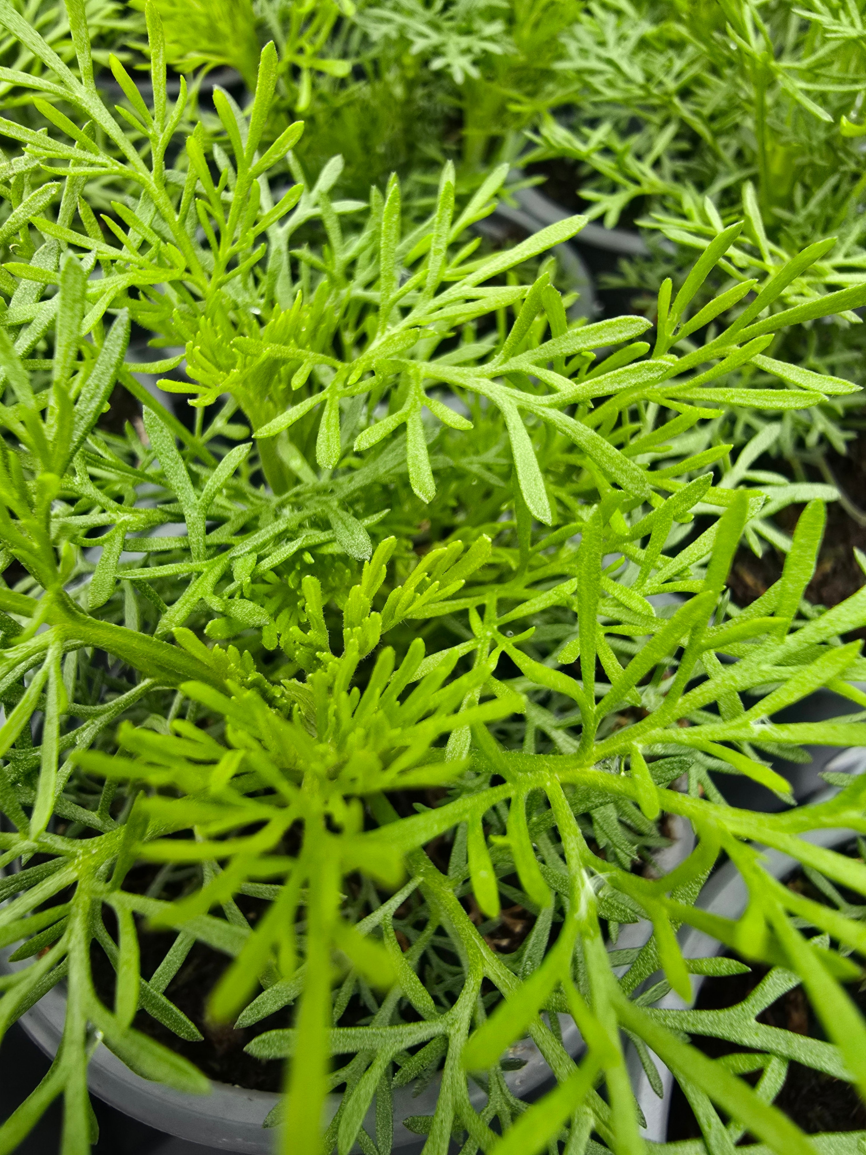 Cola Plant