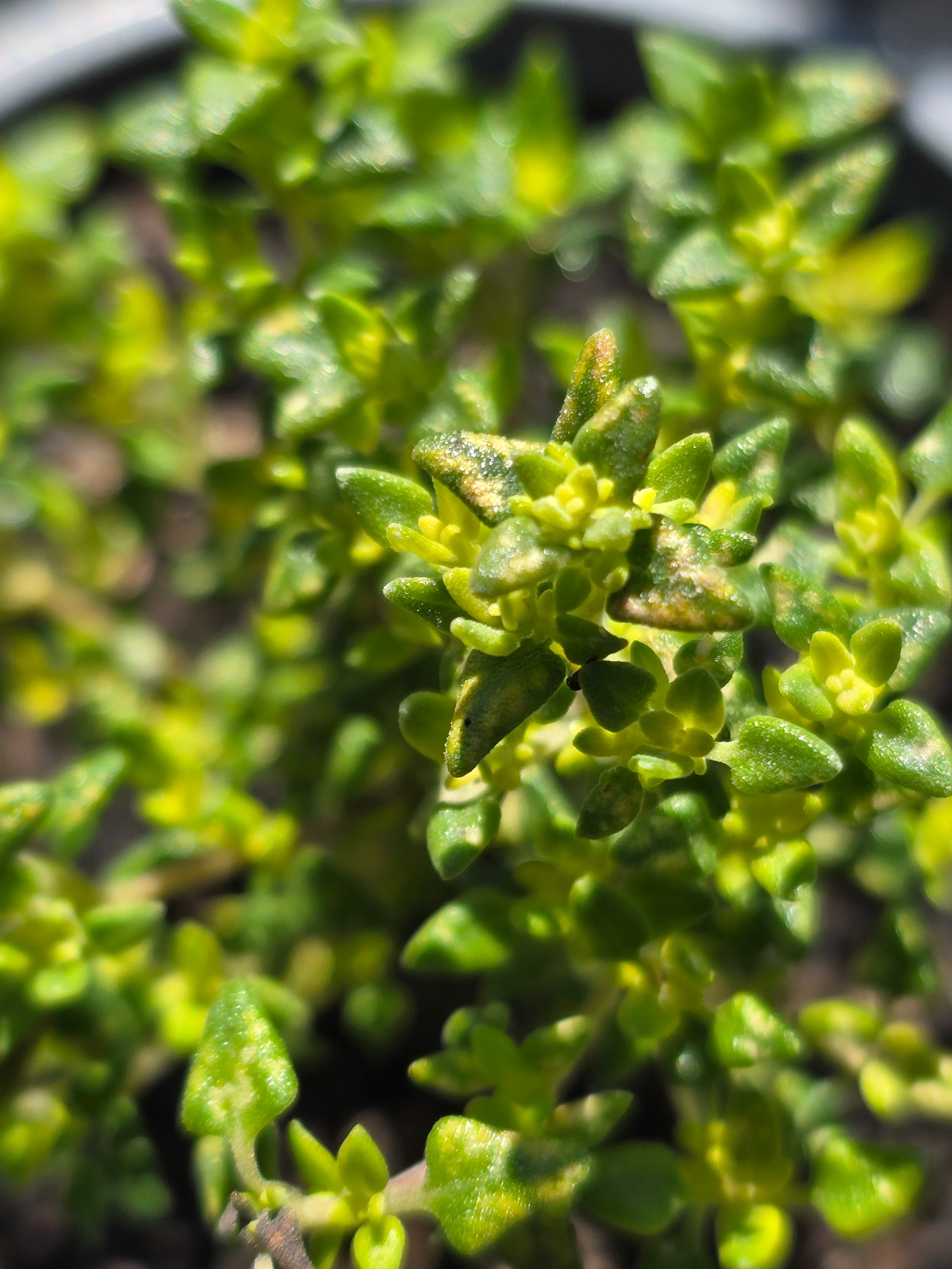 Thyme 'Camphor' - John Cullen Gardens