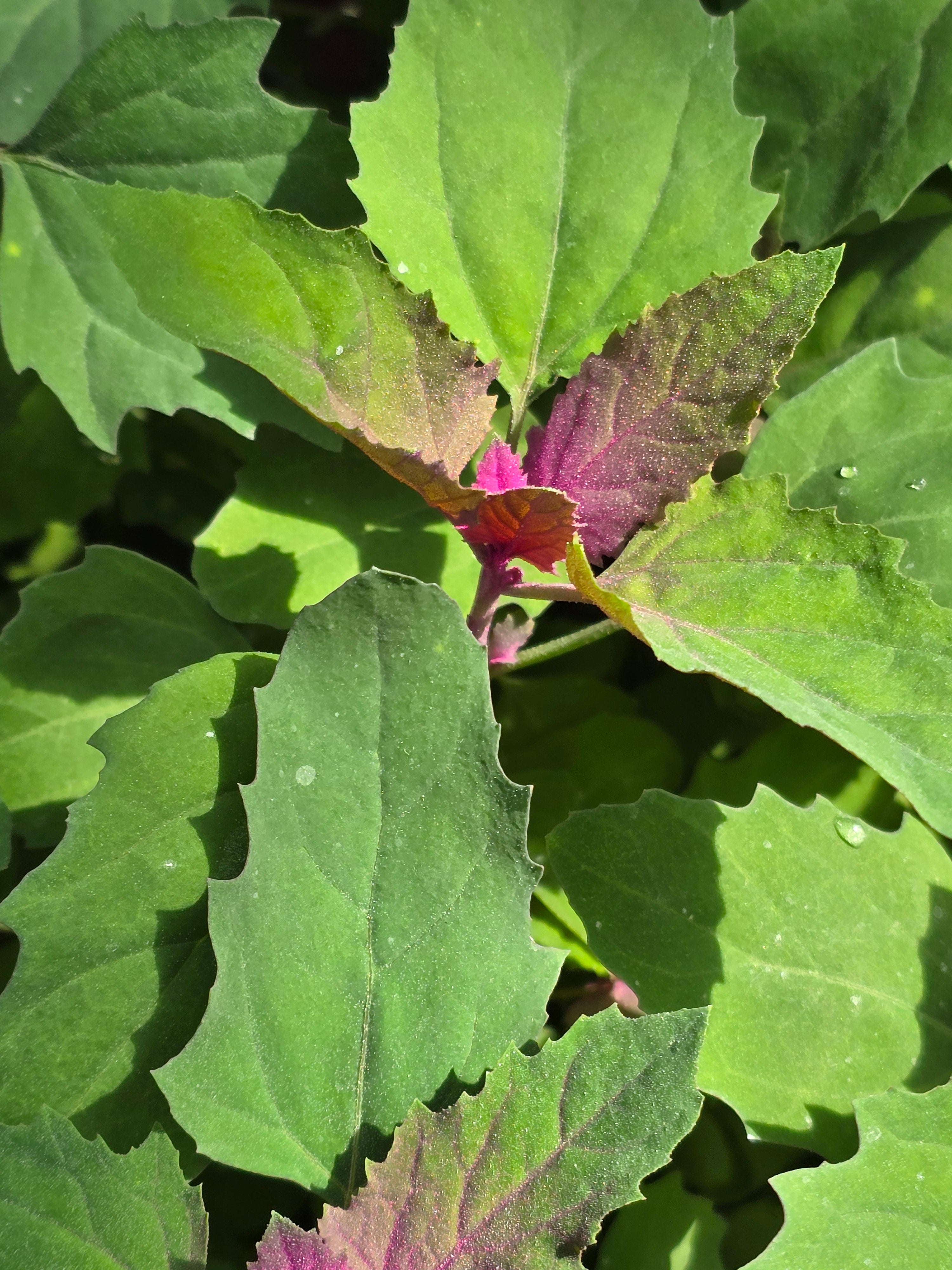 Tree Spinach - John Cullen Gardens