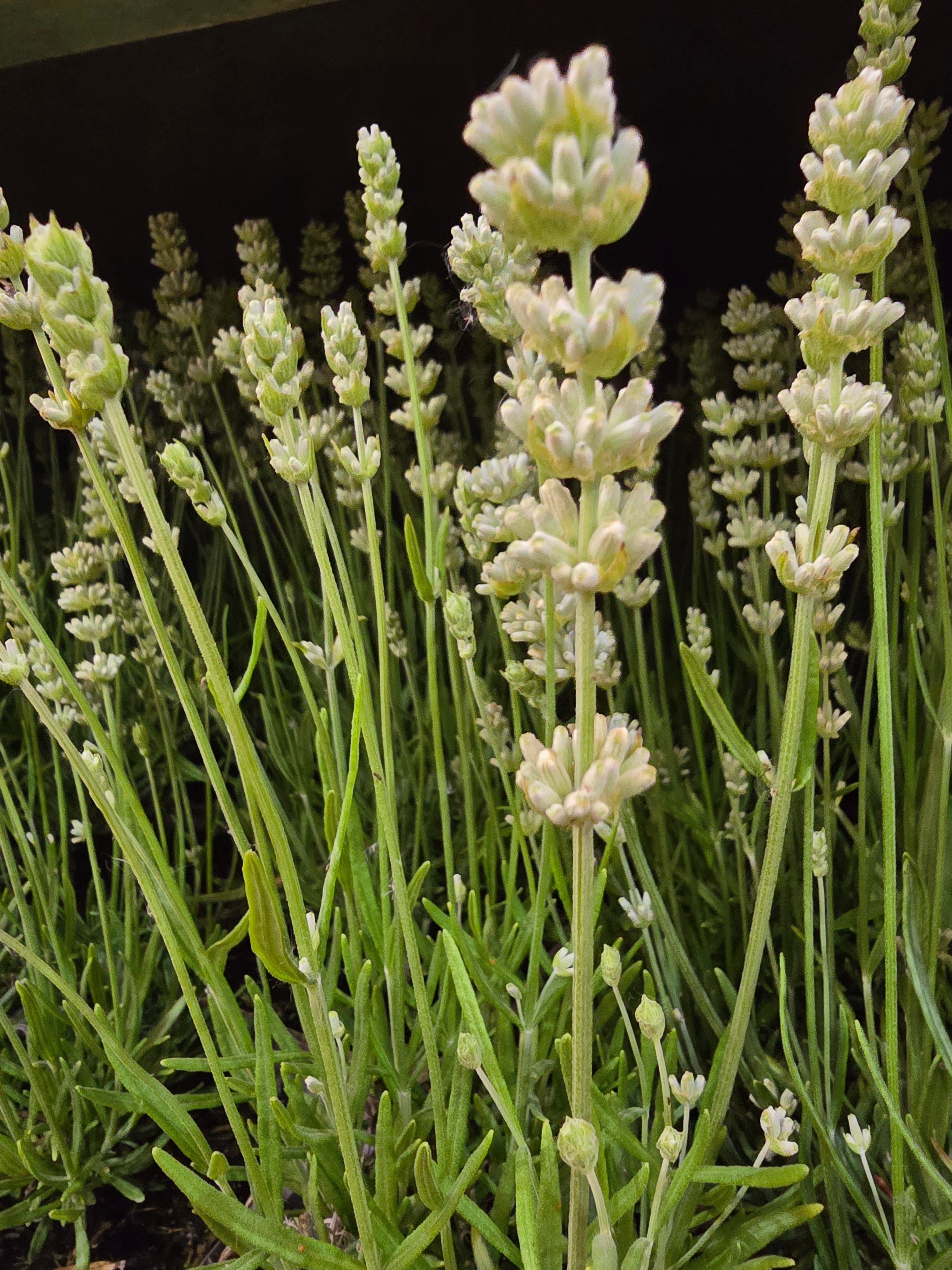 Lavender 'Artic White' - John Cullen Gardens