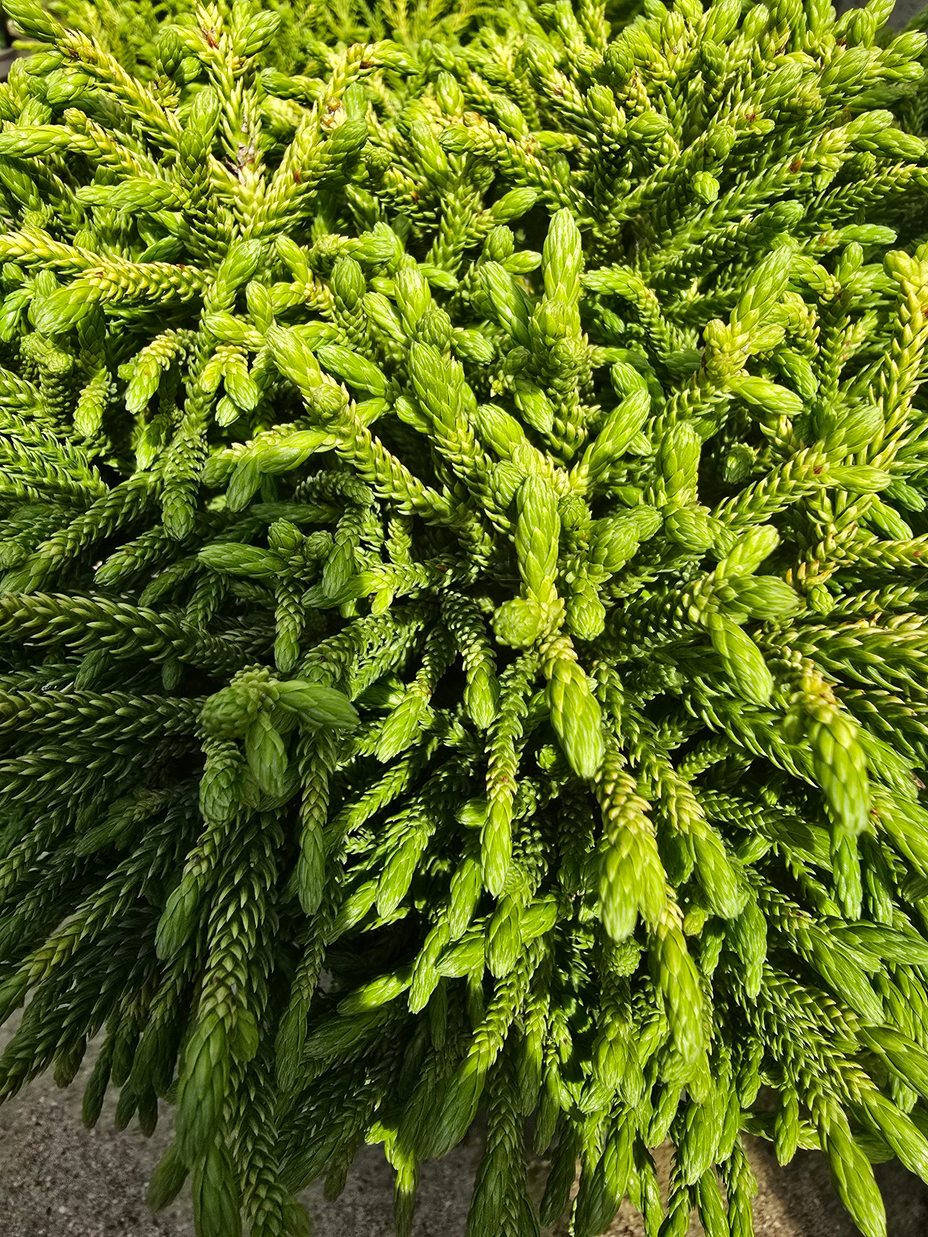 Cryptomeria japonica 'Little Champion' - John Cullen Gardens