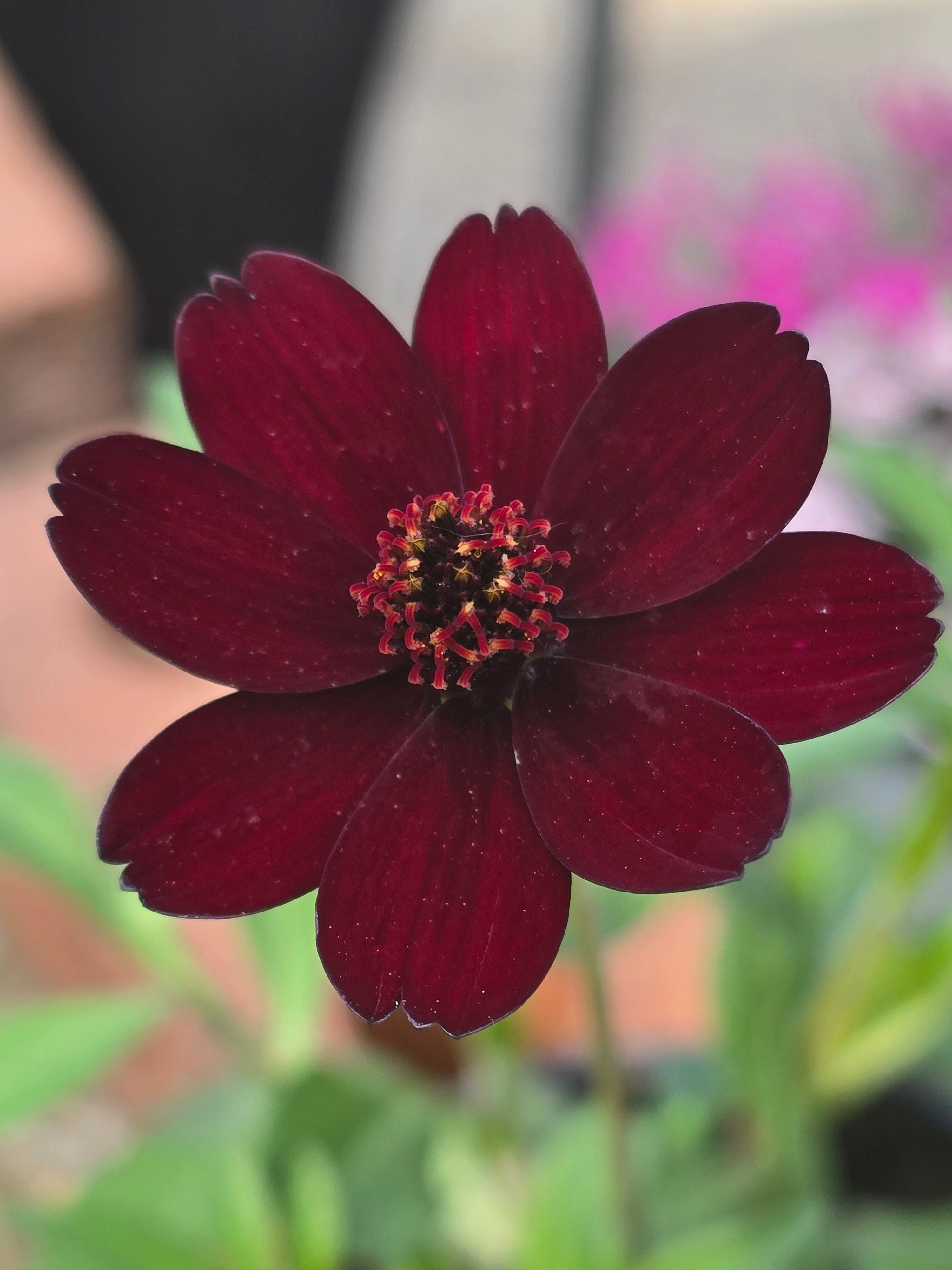 Cosmos astrosanguineus 'Chocolate' - John Cullen Gardens