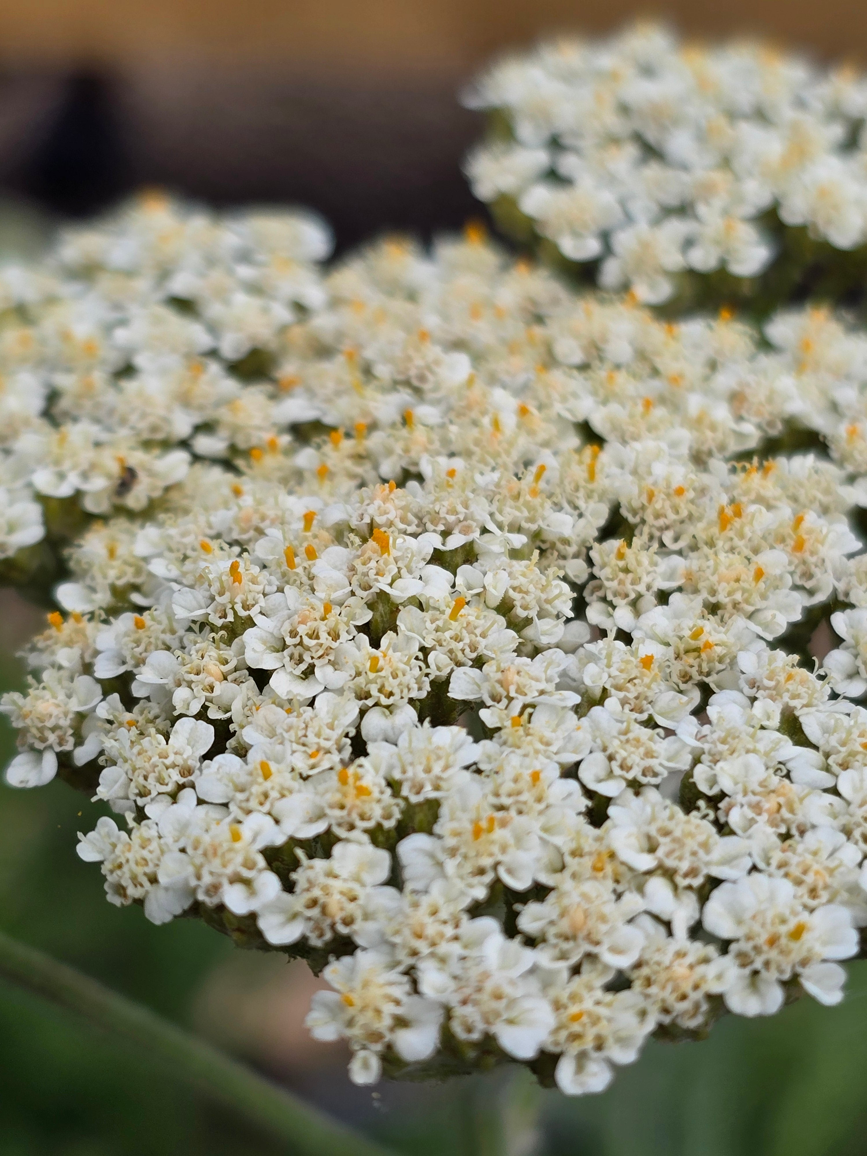 Achillea 'Heinrich Vogeler' - John Cullen Gardens