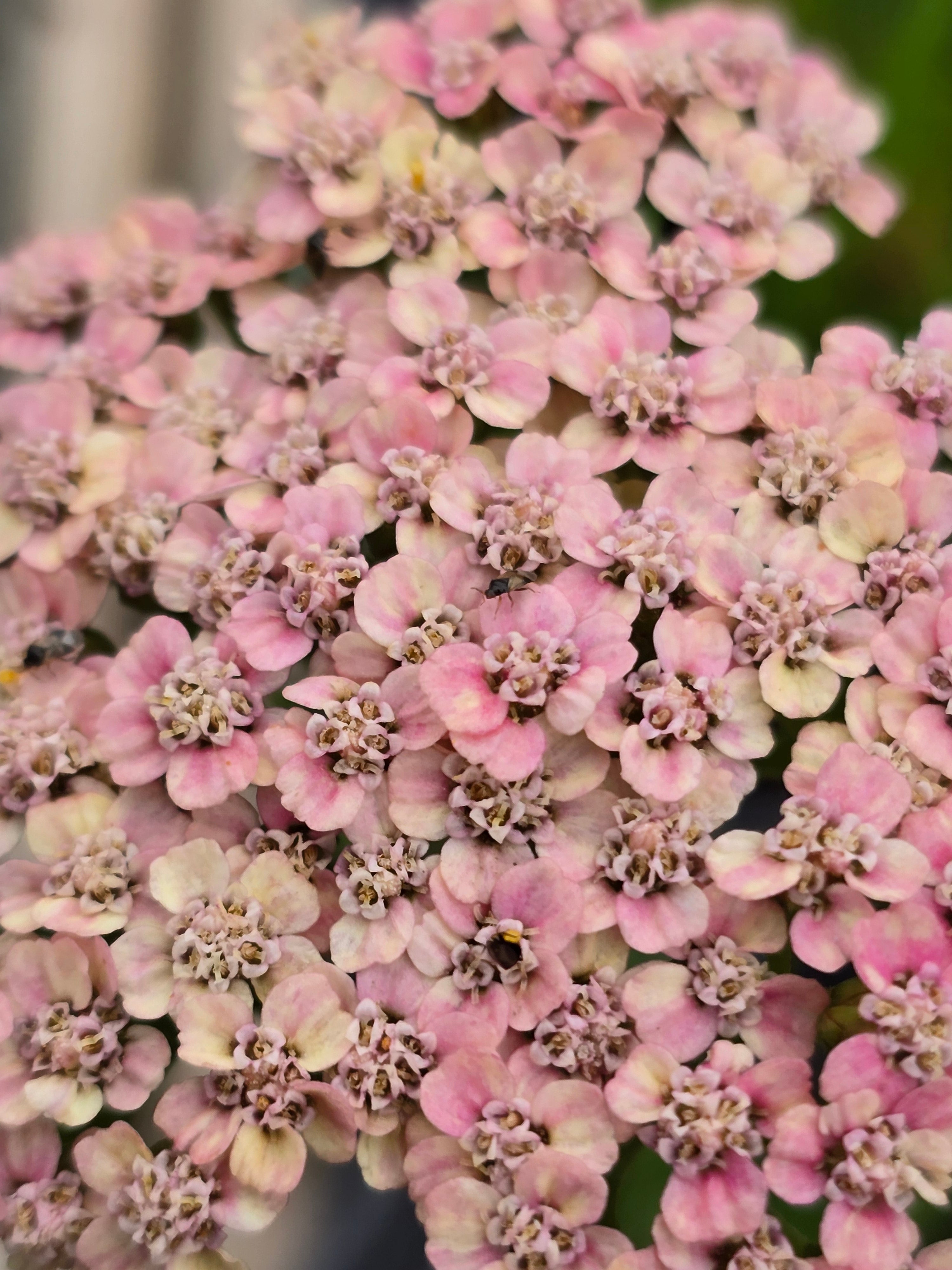 Achillea millefolium 'Butterfly Bombshell' - John Cullen Gardens