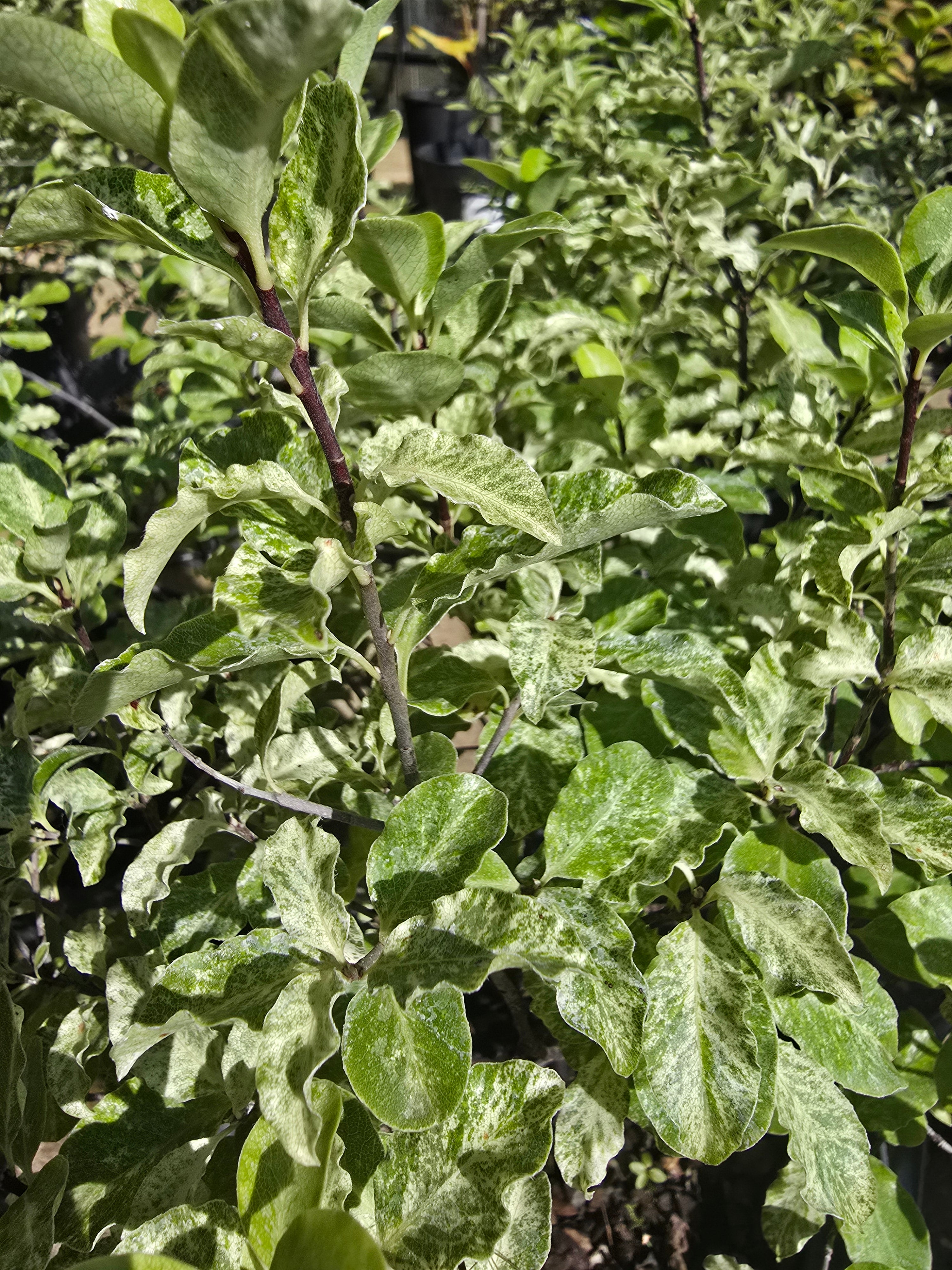 Pittosporum tenuifolium 'Irene Paterson' - John Cullen Gardens