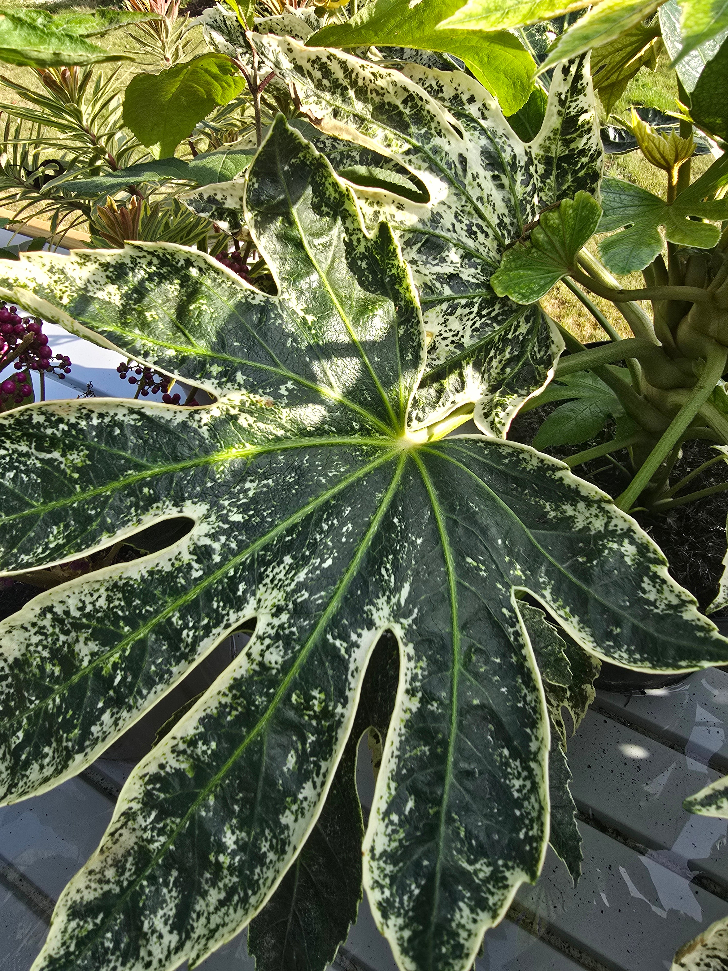 Fatsia japonica 'Spider's Web' - John Cullen Gardens