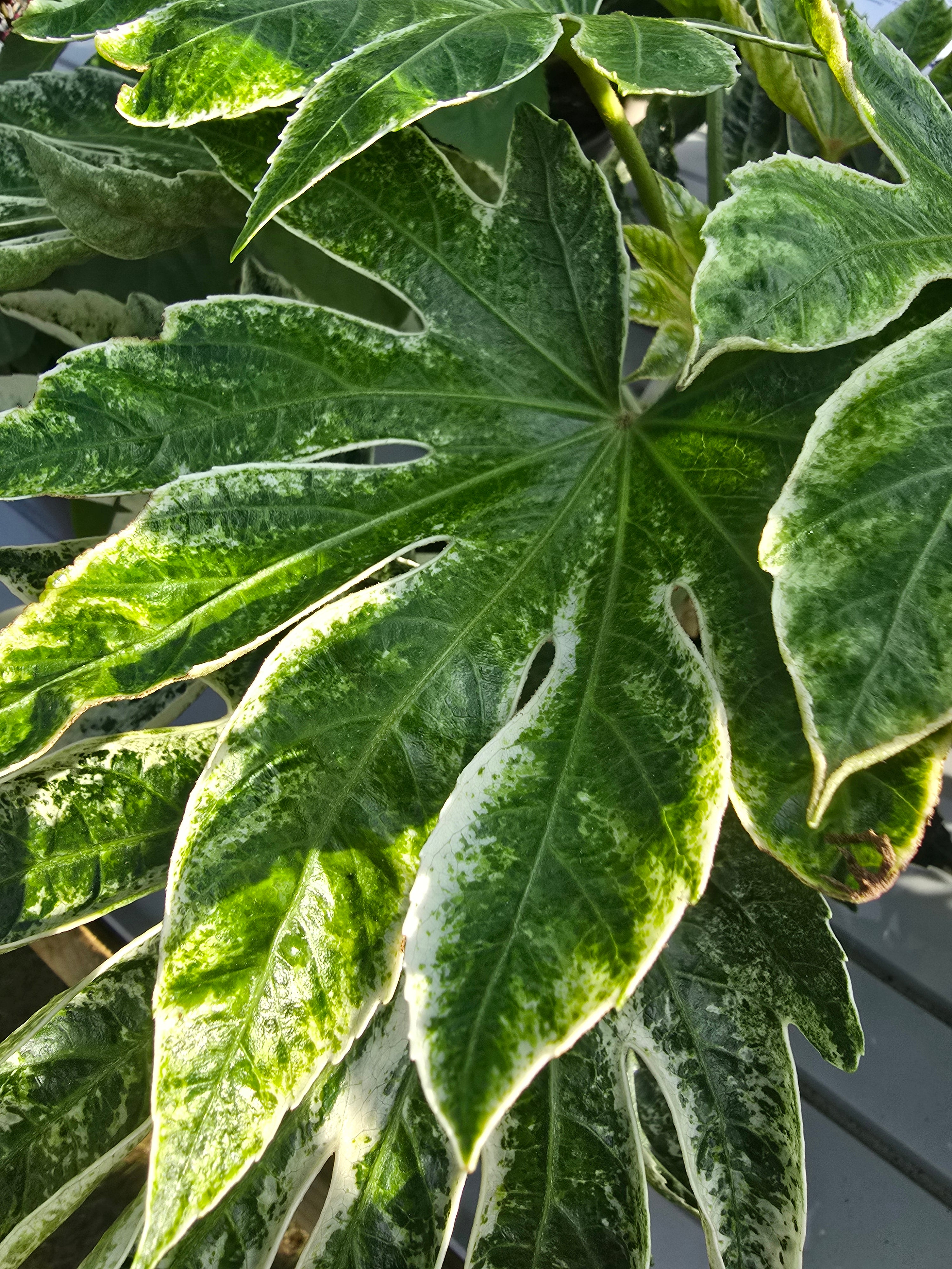 Fatsia japonica 'Spider's Web' - John Cullen Gardens