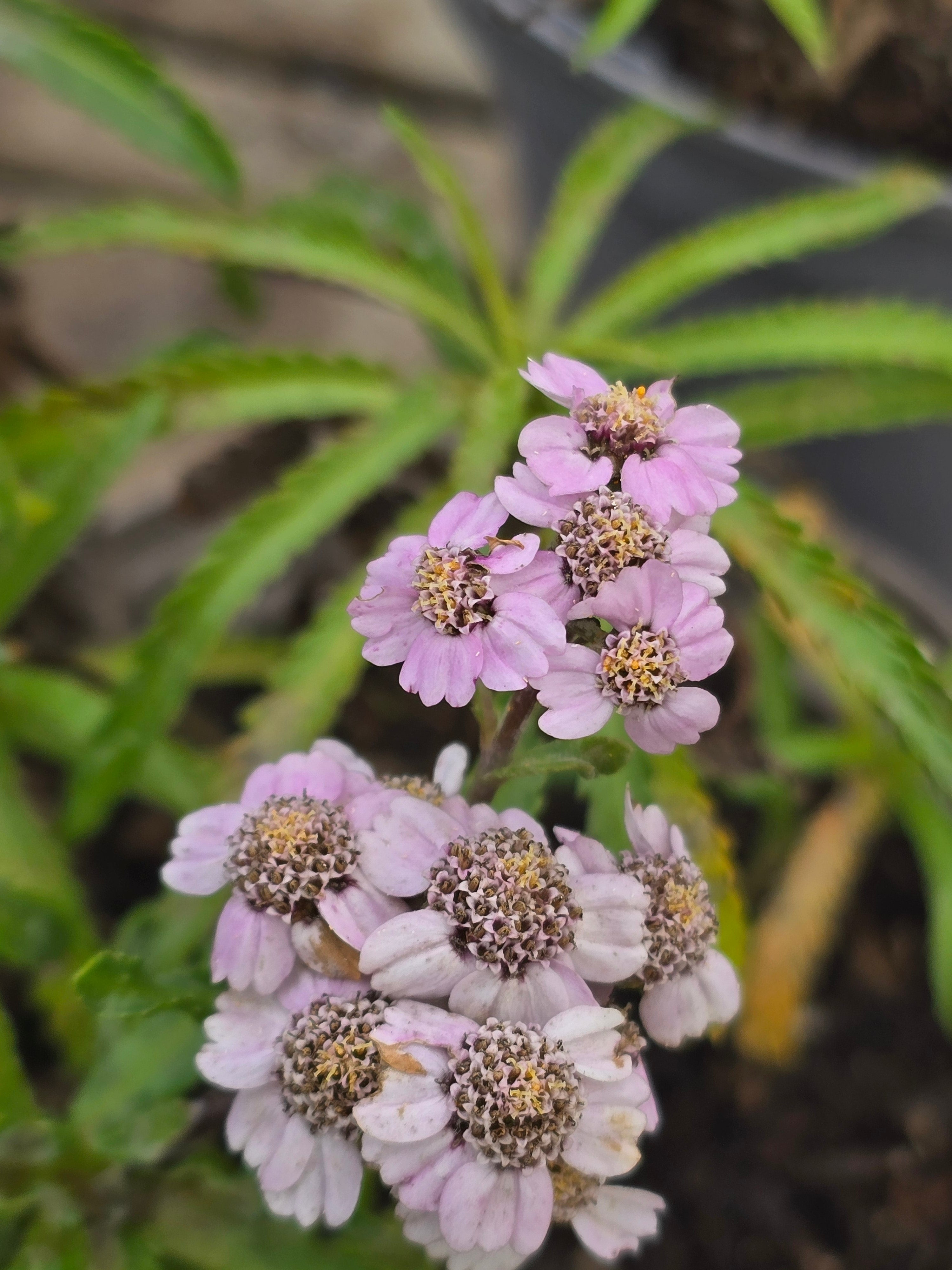 Achillea alpina ssp. camtschatica 'Love Parade' - John Cullen Gardens
