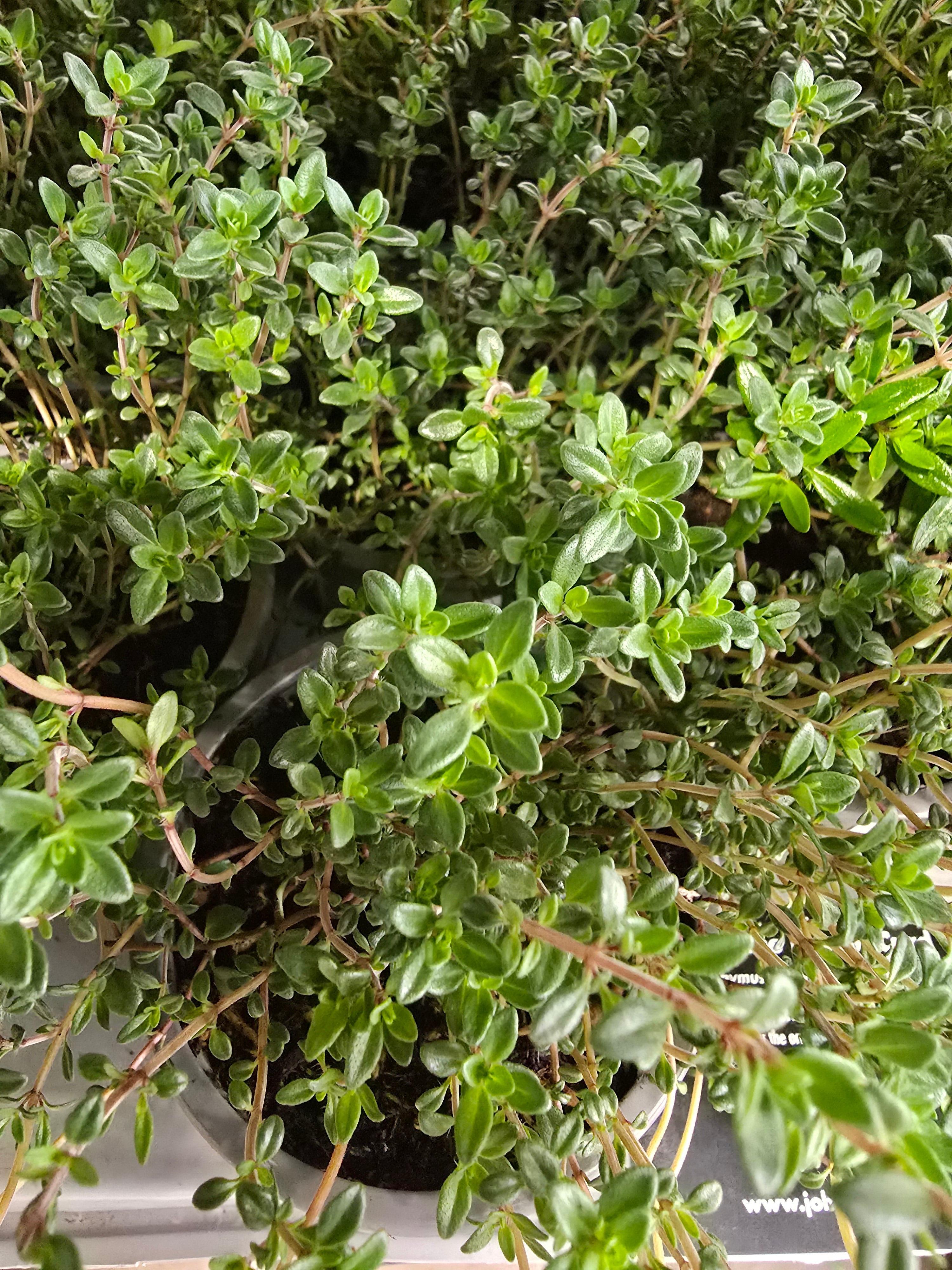 Thyme Lemon Curd - John Cullen Gardens