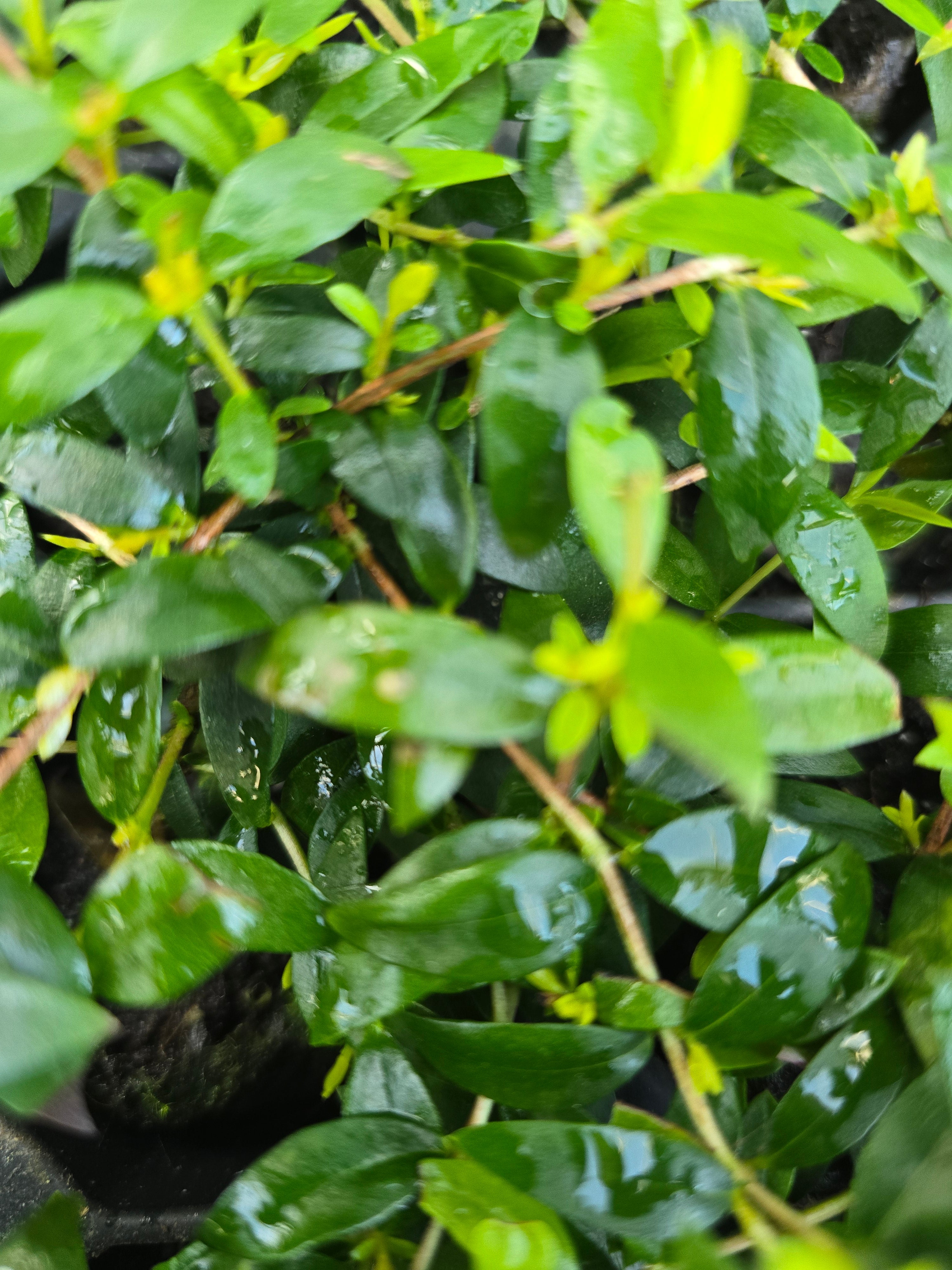 Myrtle 'Tarentina' - John Cullen Gardens