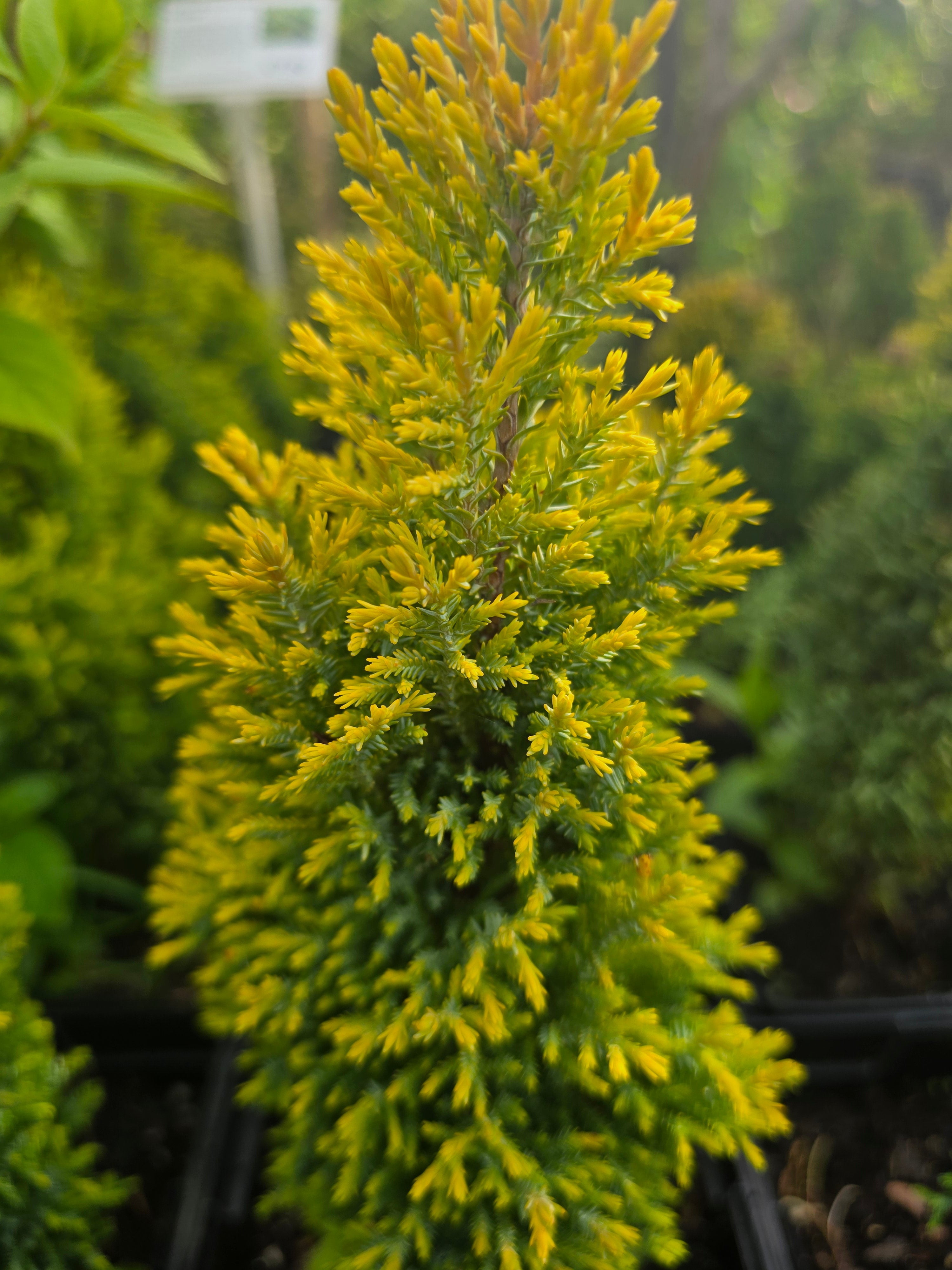 Chamaecyparis lawsoniana 'Ellwood's Gold' - John Cullen Gardens