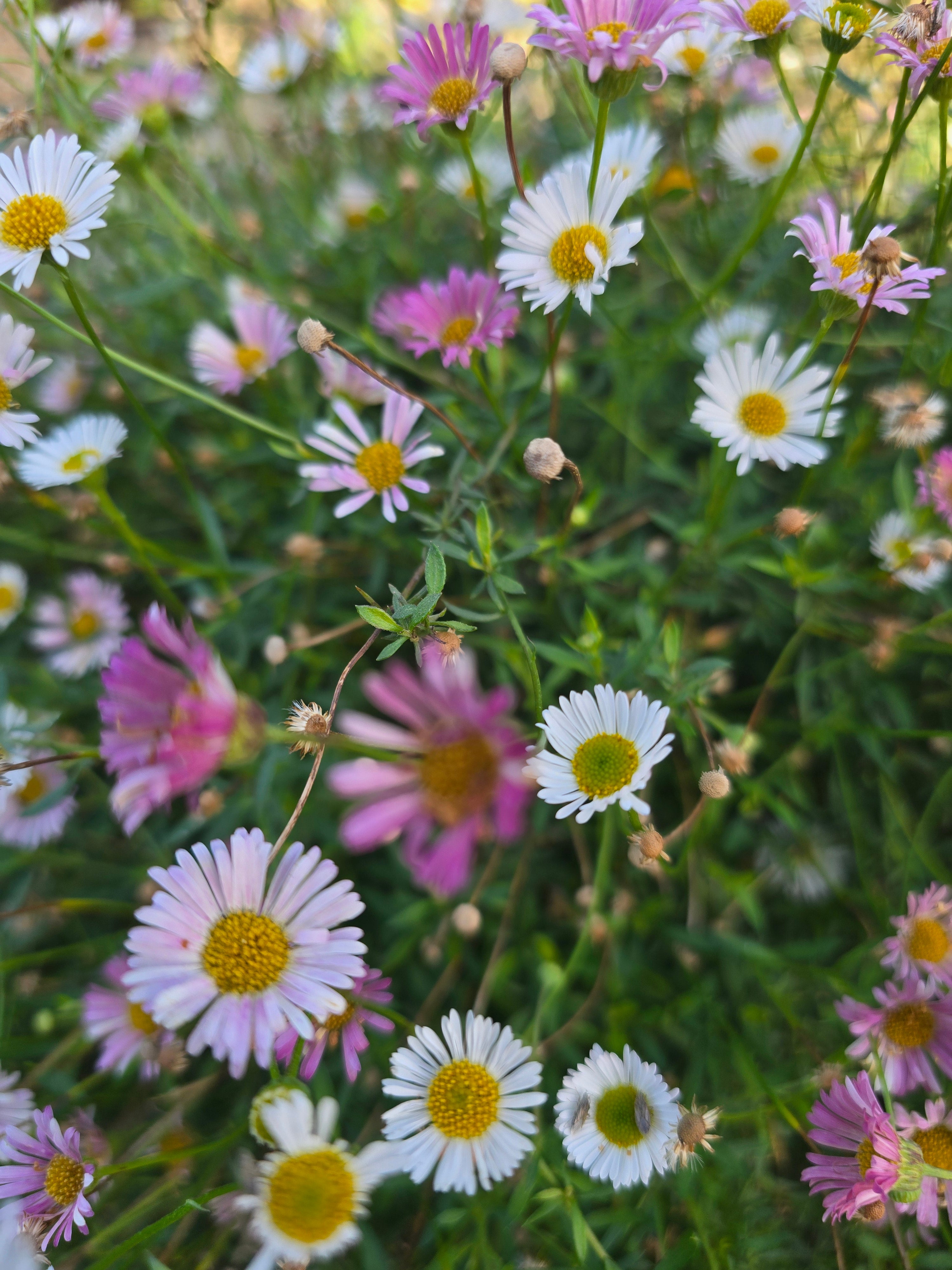 Erigeron karvinskianus 'Sea of Blossom' - John Cullen Gardens