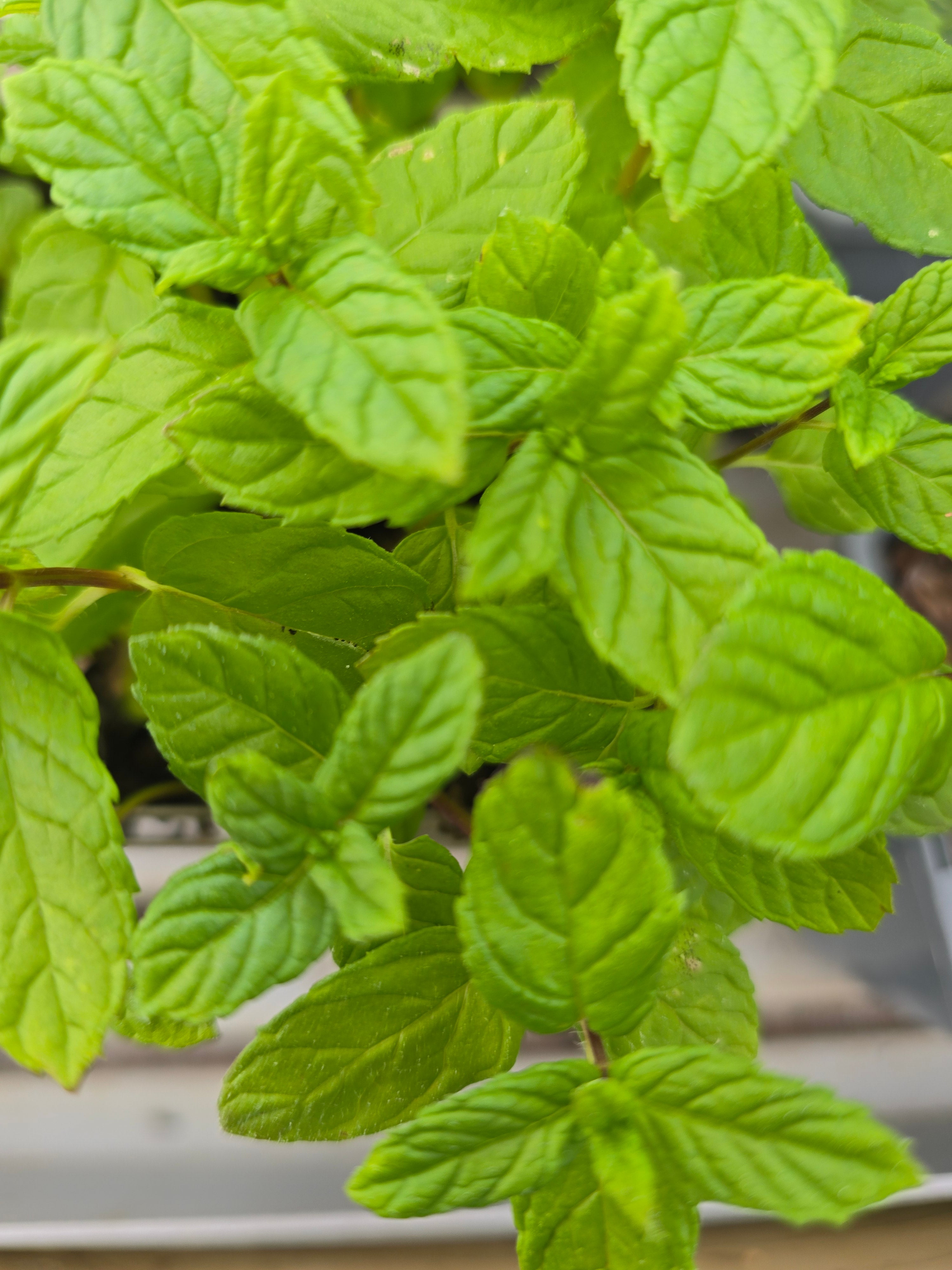 Mint Garden - John Cullen Gardens