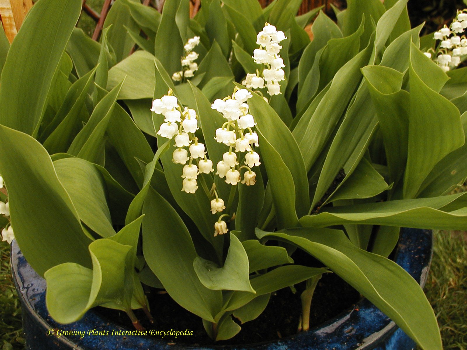 Convallaria majalis - John Cullen Gardens