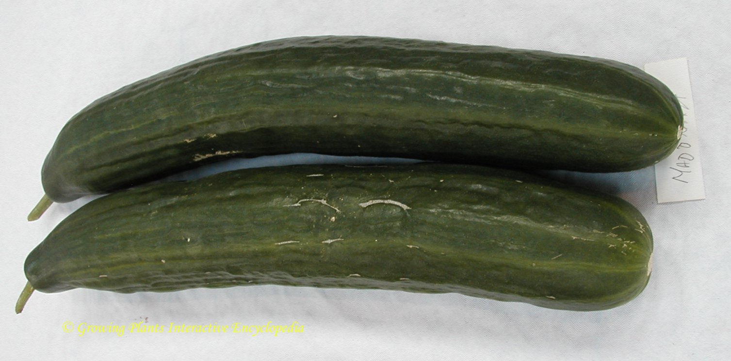 Cucumber (GRAFTED) 'Bella F1' - John Cullen Gardens