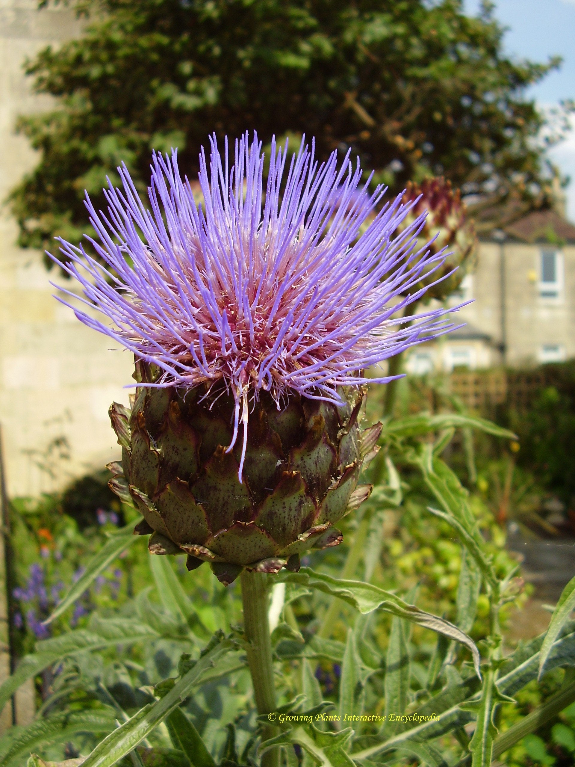 Cardoon - John Cullen Gardens