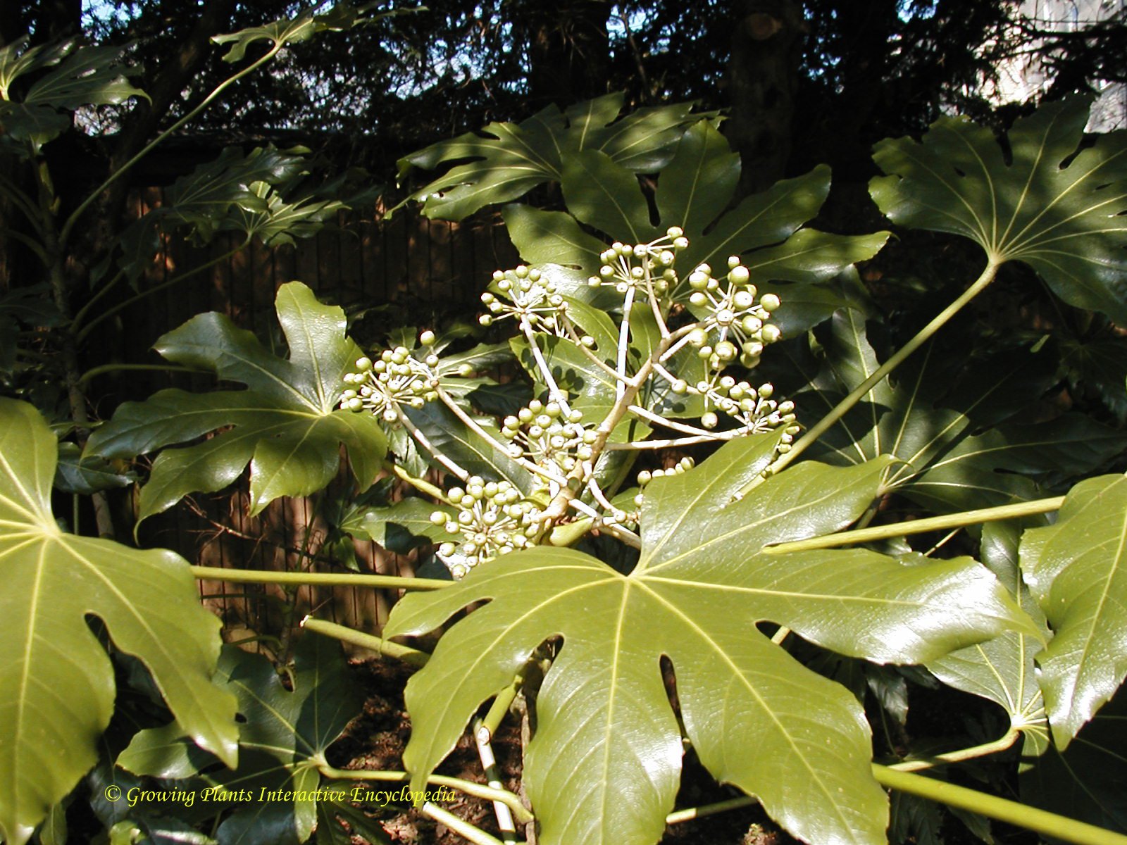 Fatsia japonica - John Cullen Gardens