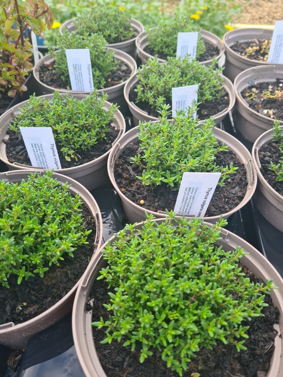 Thyme common compact - John Cullen Gardens