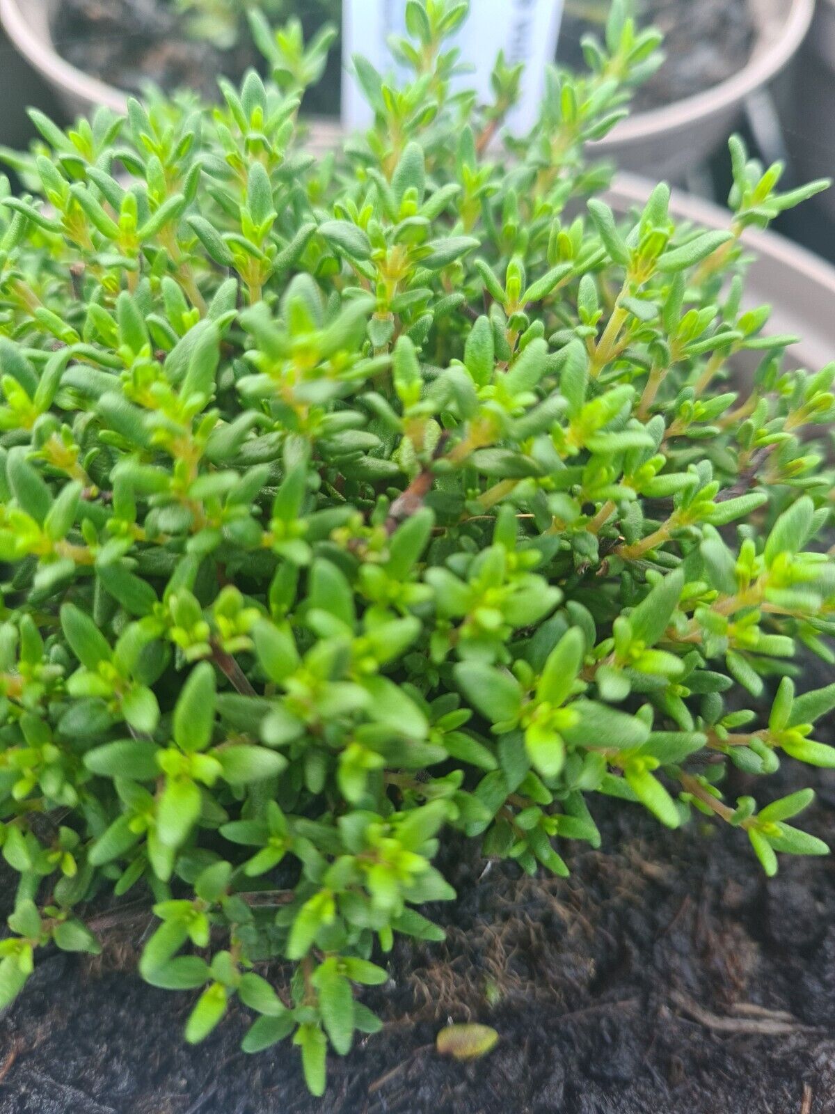 Thyme common compact - John Cullen Gardens